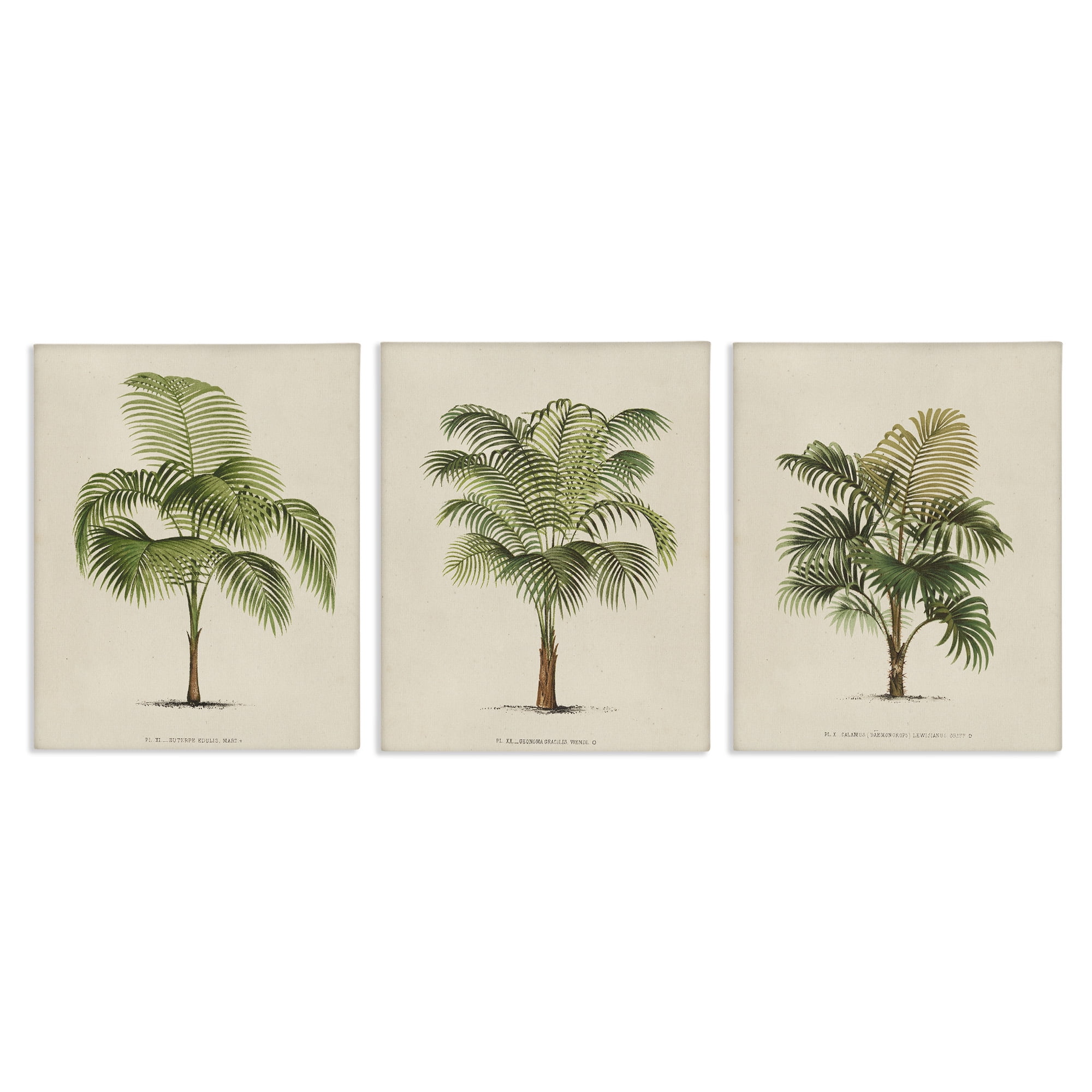 Les Palmiers Botanical Trio Green and Beige Canvas Art Set