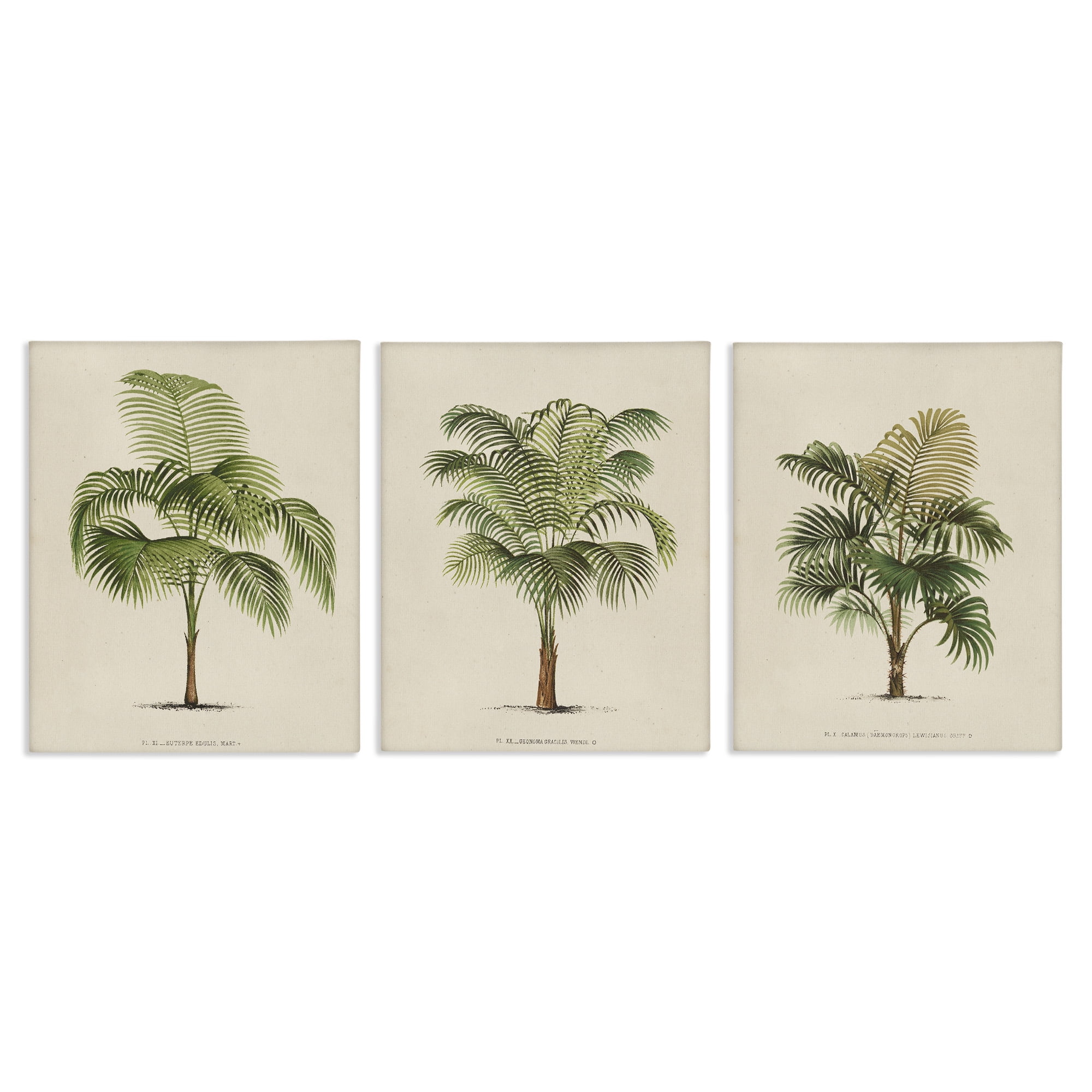 Set of 3 Botanical Green Palm Tree Canvas Art Prints