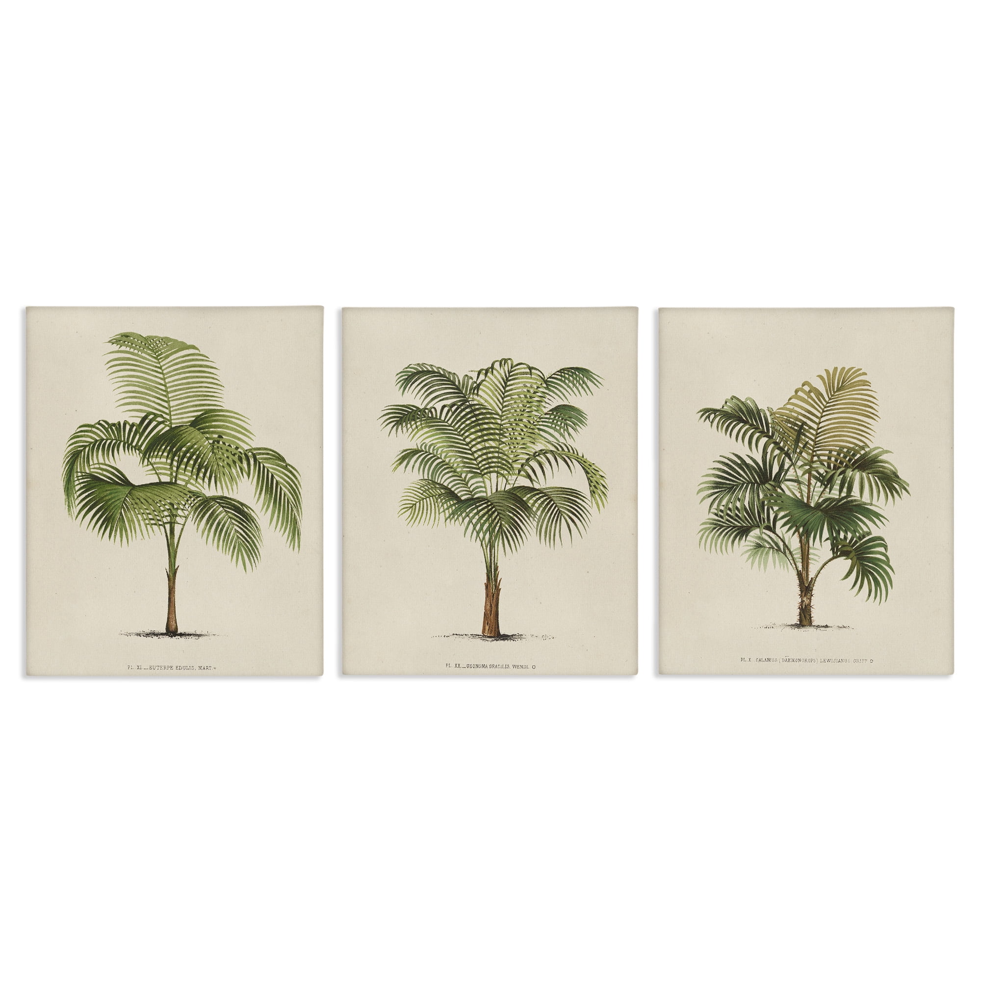 Stupell Industries Les Palmiers Botanical Trio Botanical & Floral Painting Gallery Wrapped Canvas Art Print Wall Art, 24 x 30, Set of 3