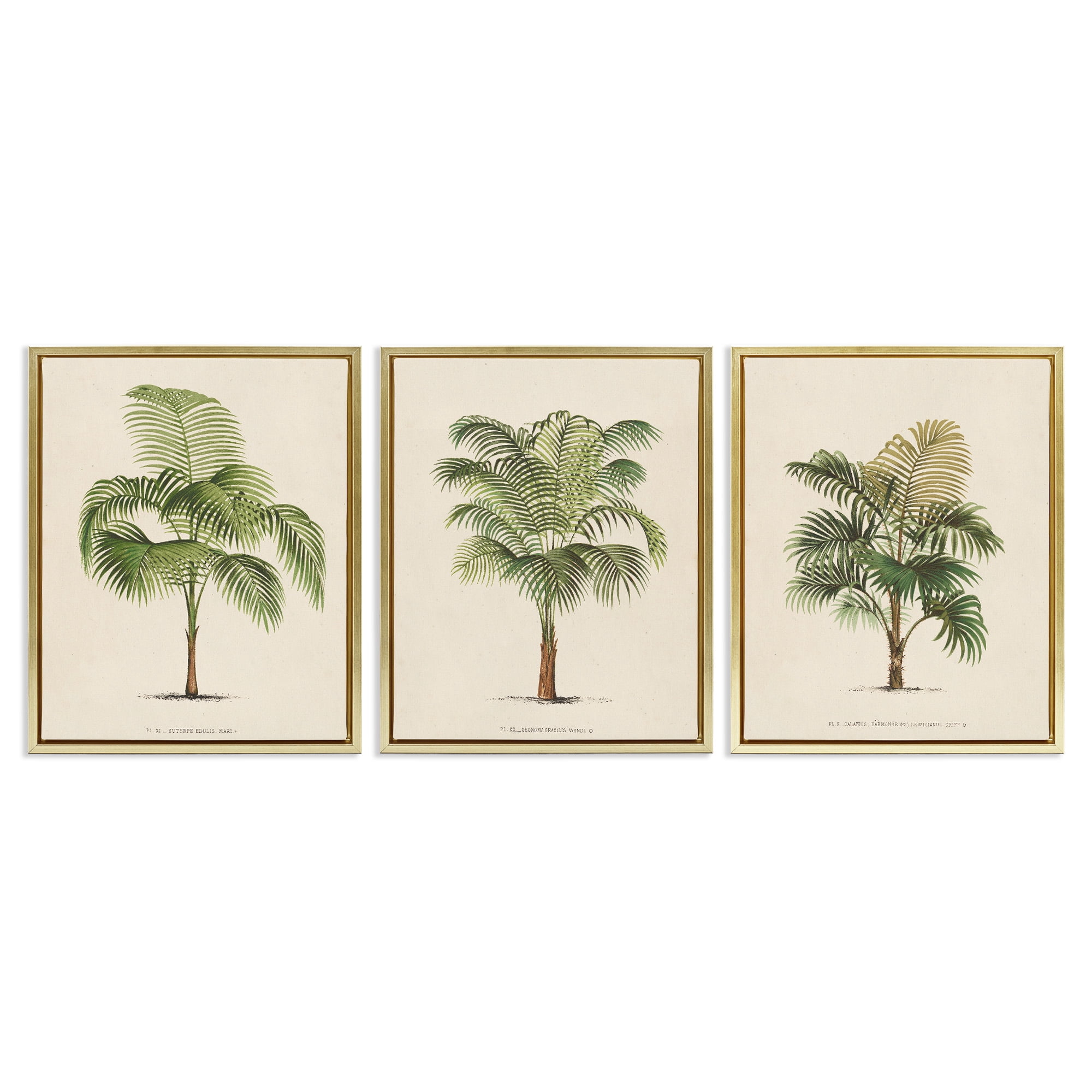 Stupell Industries Les Palmiers Botanical Trio Botanical & Floral Painting Gold Floater Framed Canvas Art Print Wall Art, 25 x 31, Set of 3
