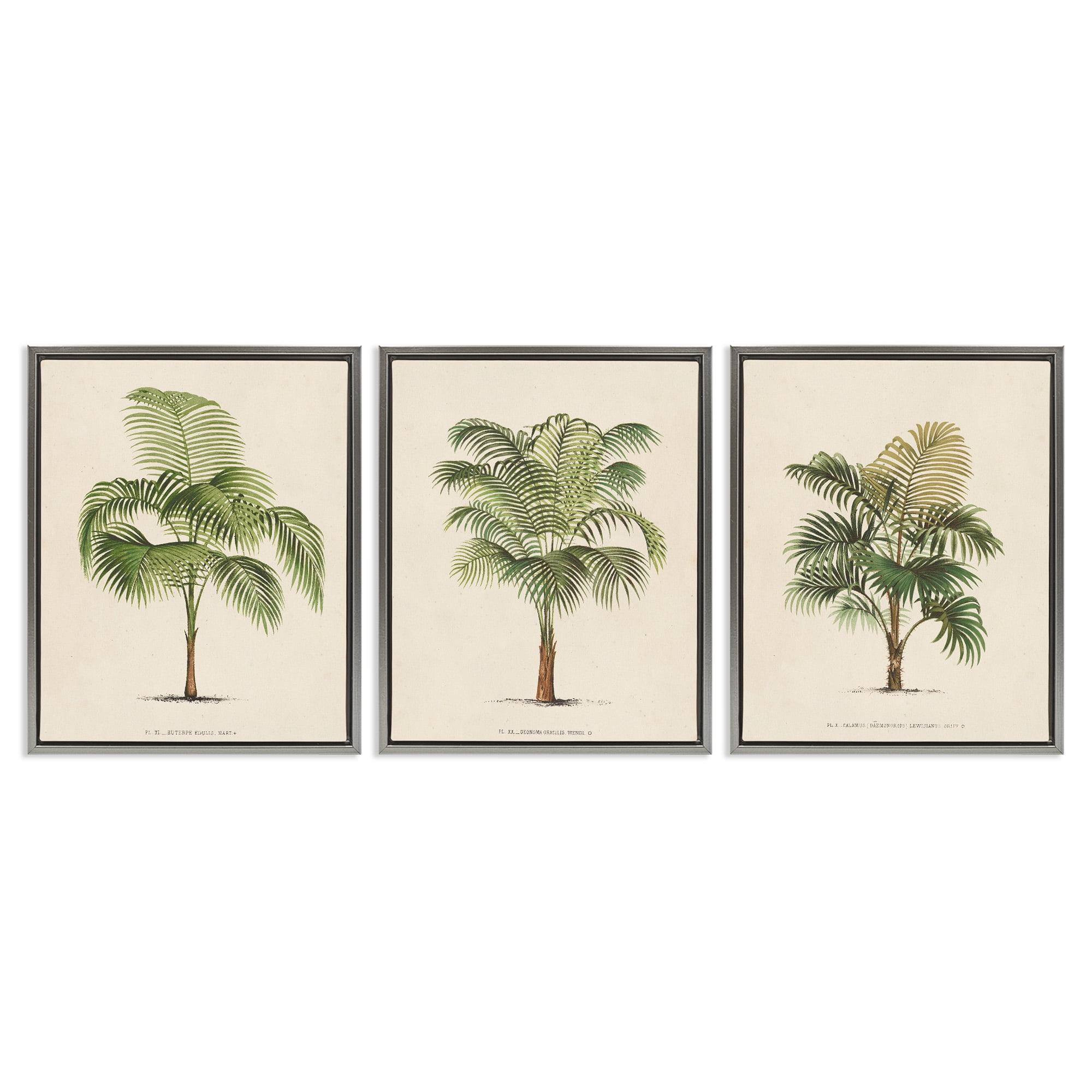 Stupell Industries Les Palmiers Botanical Trio Botanical & Floral Painting Gray Floater Framed Canvas Art Print Wall Art, 25 x 31, Set of 3