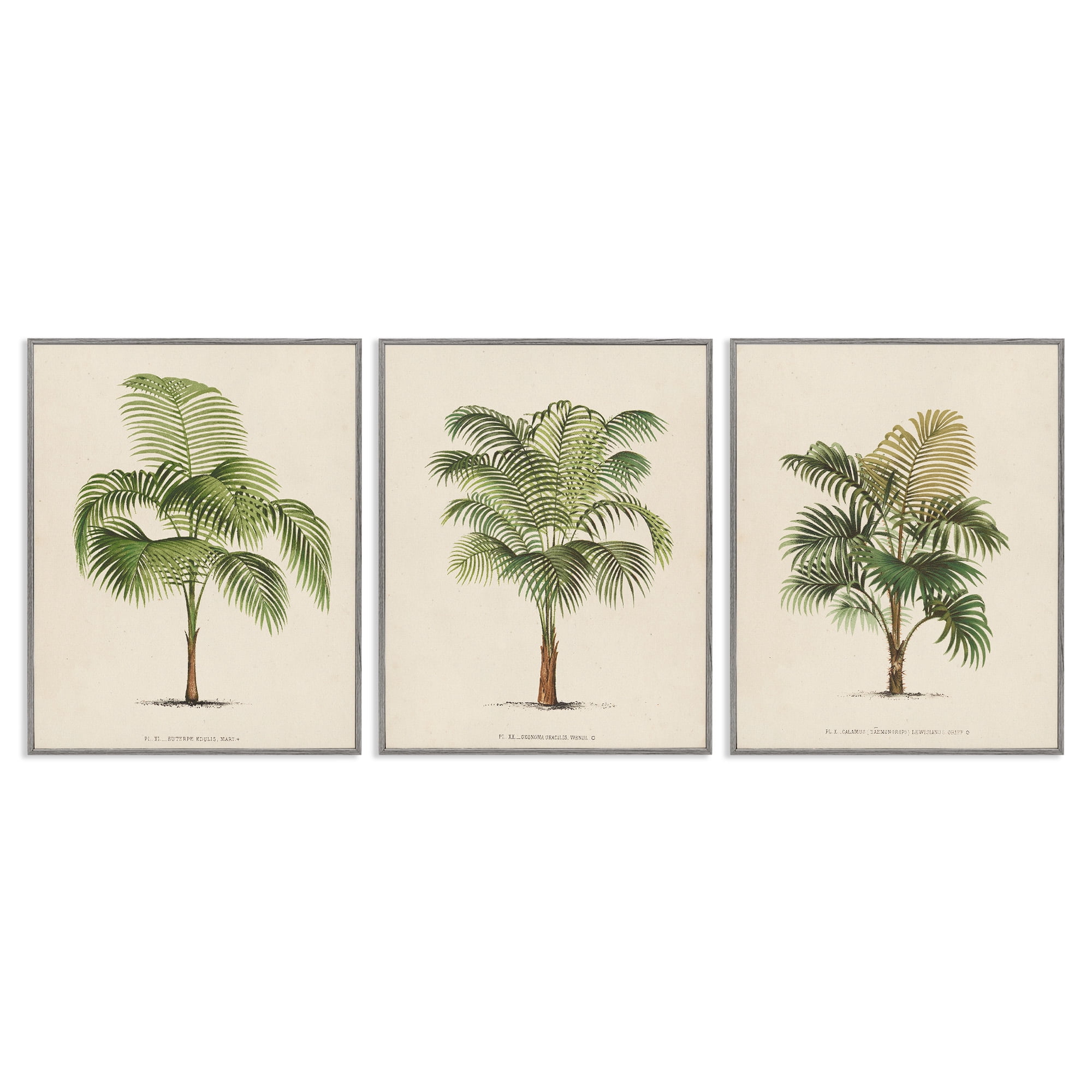 Stupell Industries Les Palmiers Botanical Trio Botanical & Floral Painting Gray Framed Art Print Wall Art, 16 x 20, Set of 3