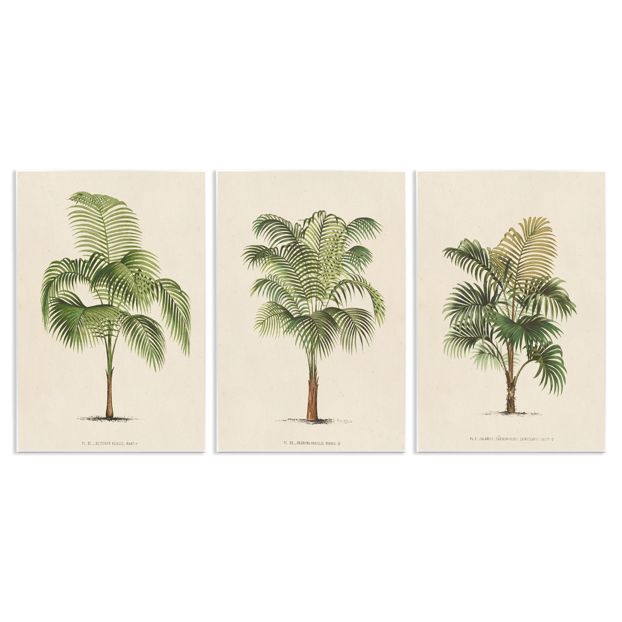 Les Palmiers Botanical Trio Green and Beige MDF Wall Art Set