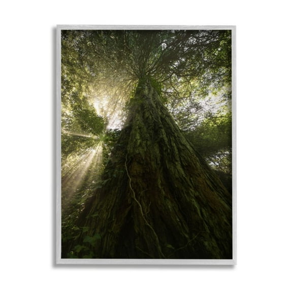 Stupell Industries Light Rays through Tall Forest Tree Branches Design by Jennifer Zolan