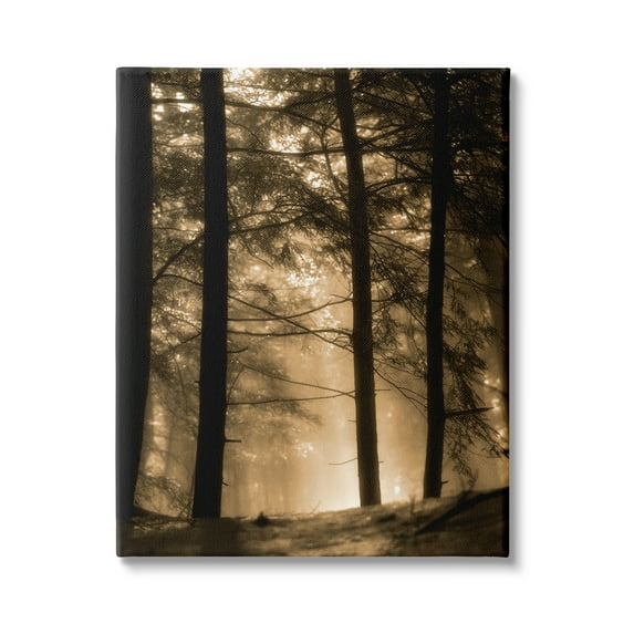 Stupell Industries Light Through Forest Tree Top Foggy Woodland Photography, 30 x 40,Design by Daniel Sproul