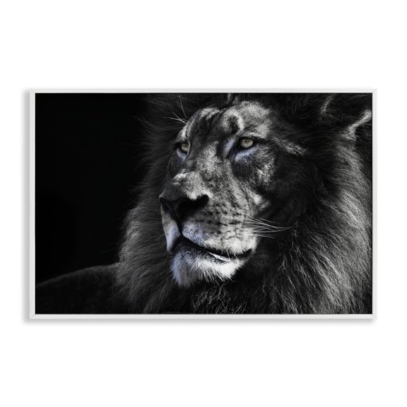 Stupell Industries Lion Portrait Close Up Animals Photography White Framed Art Print Wall Art, 30 x 20