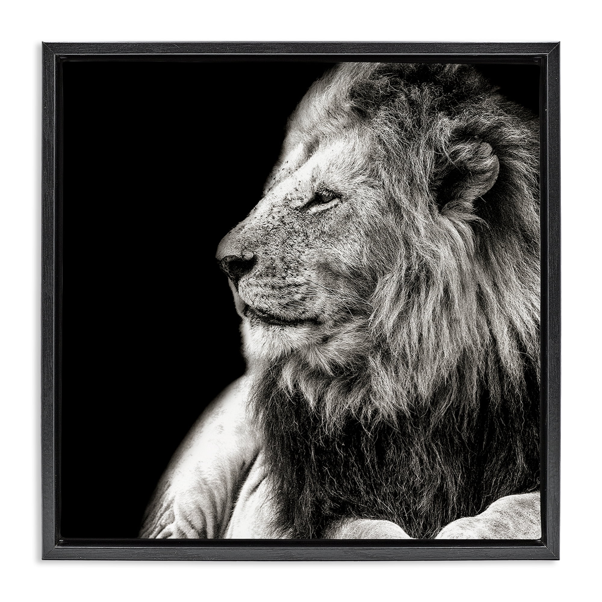 Stupell Industries Lion Portrait on Black Animals Photography Black Floater Framed Canvas Art Print Wall Art, 18 x 18