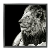 Stupell Industries Lion Portrait on Black Animals Photography Black Floater Framed Canvas Art Print Wall Art, 18 x 18