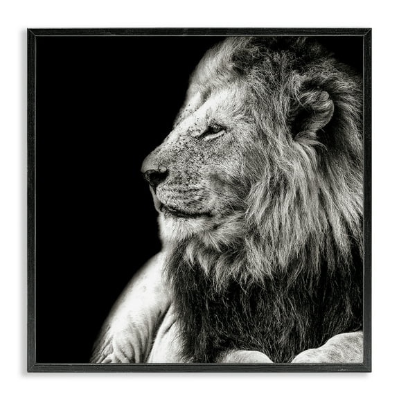 Stupell Industries Lion Portrait on Black Animals Photography Black Framed Art Print Wall Art, 12 x 12