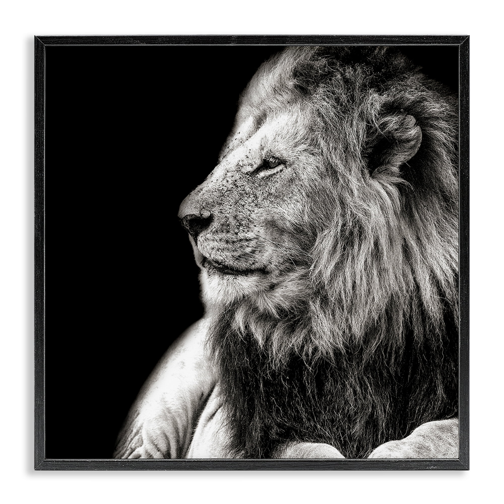 Stupell Industries Lion Portrait on Black Animals Photography Black Framed Art Print Wall Art, 17 x 17