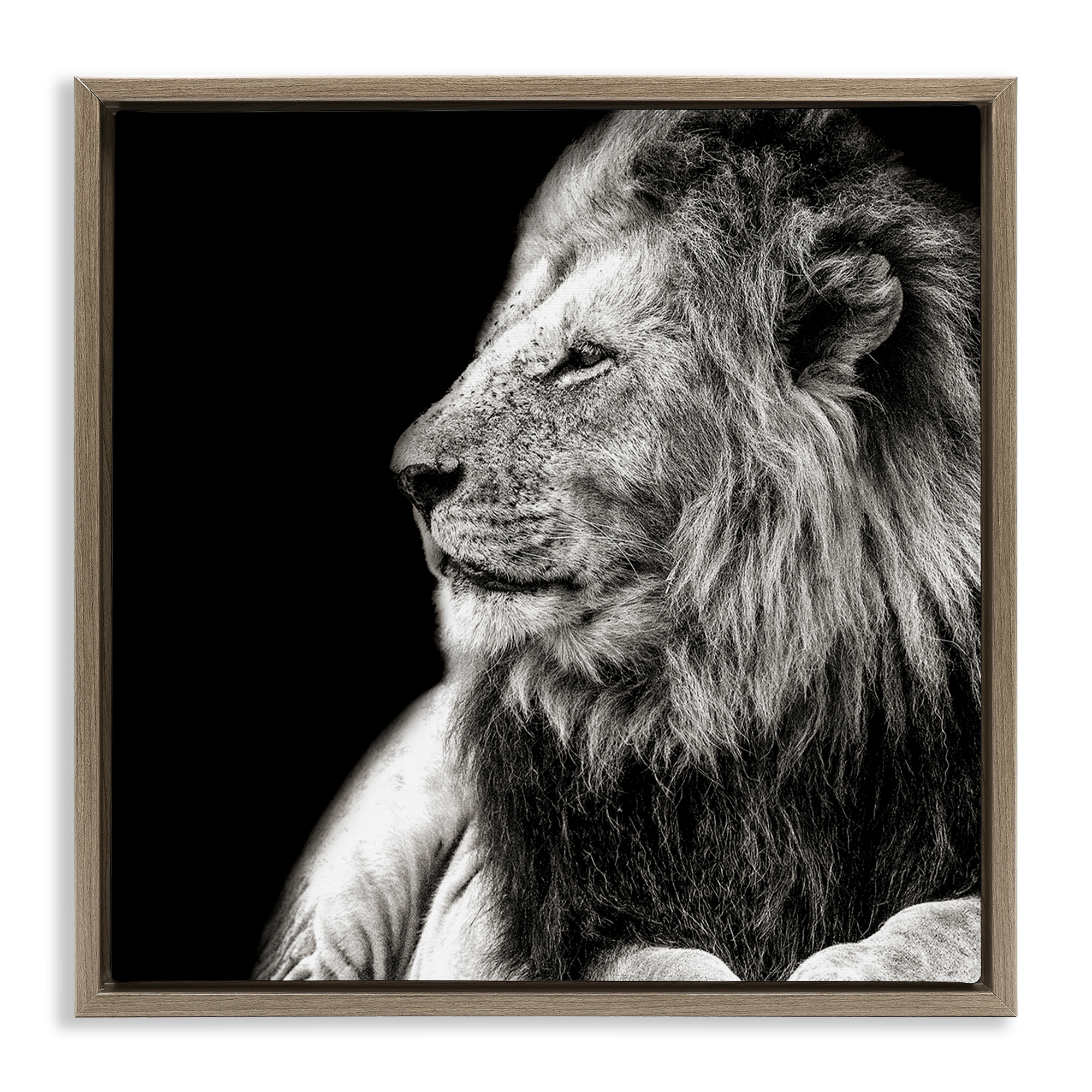 Stupell Industries Lion Portrait on Black Animals Photography Brown Floater Framed Canvas Art Print Wall Art, 25 x 25