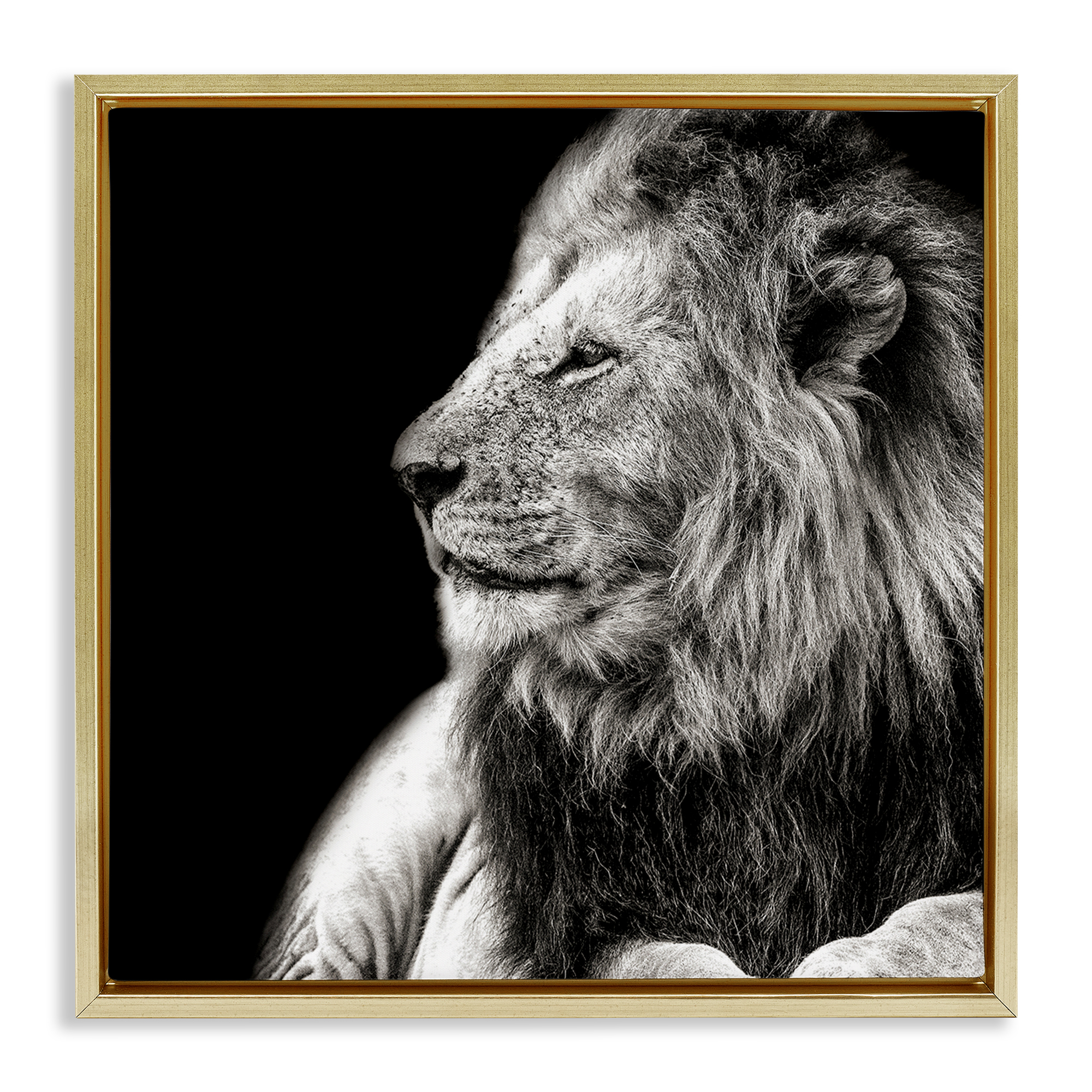 Stupell Industries Lion Portrait on Black Animals Photography Gold Floater Framed Canvas Art Print Wall Art, 18 x 18