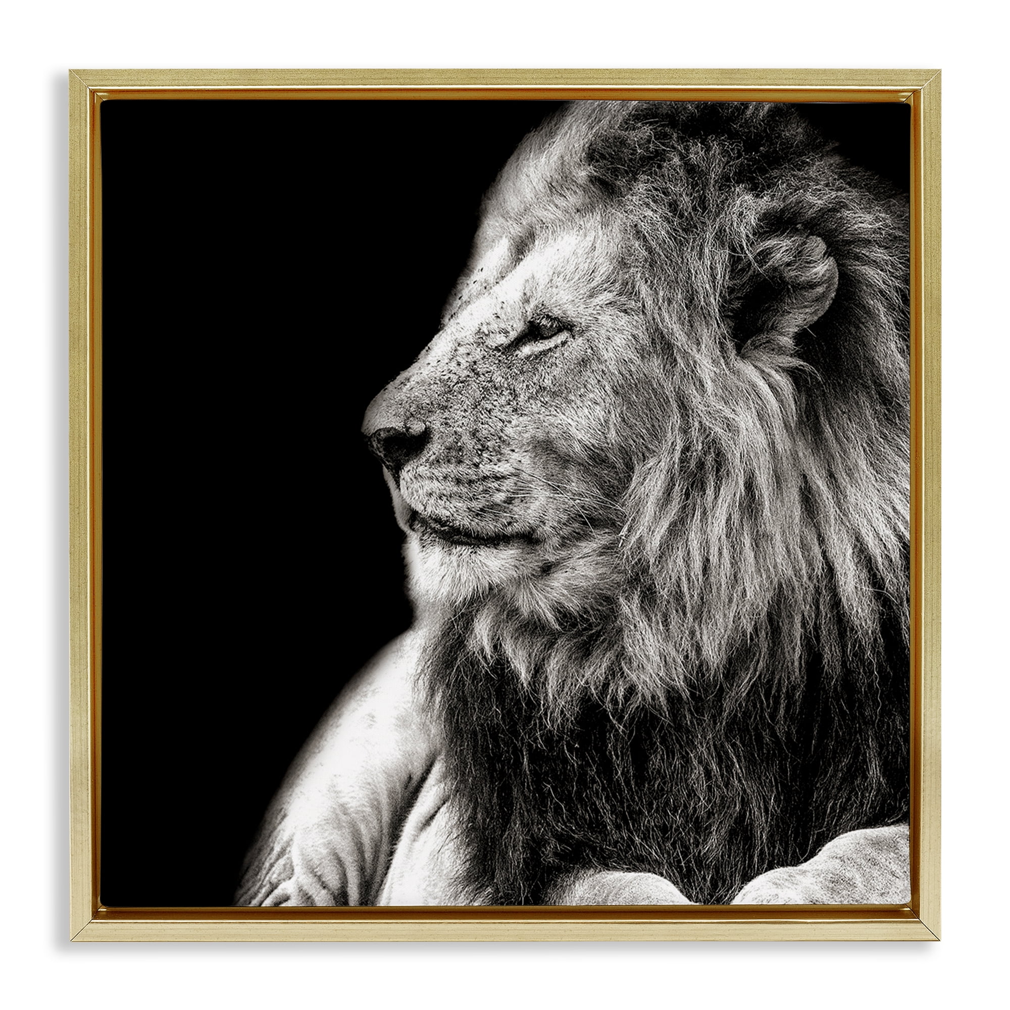 Stupell Industries Lion Portrait on Black Animals Photography Gold Floater Framed Canvas Art Print Wall Art, 25 x 25