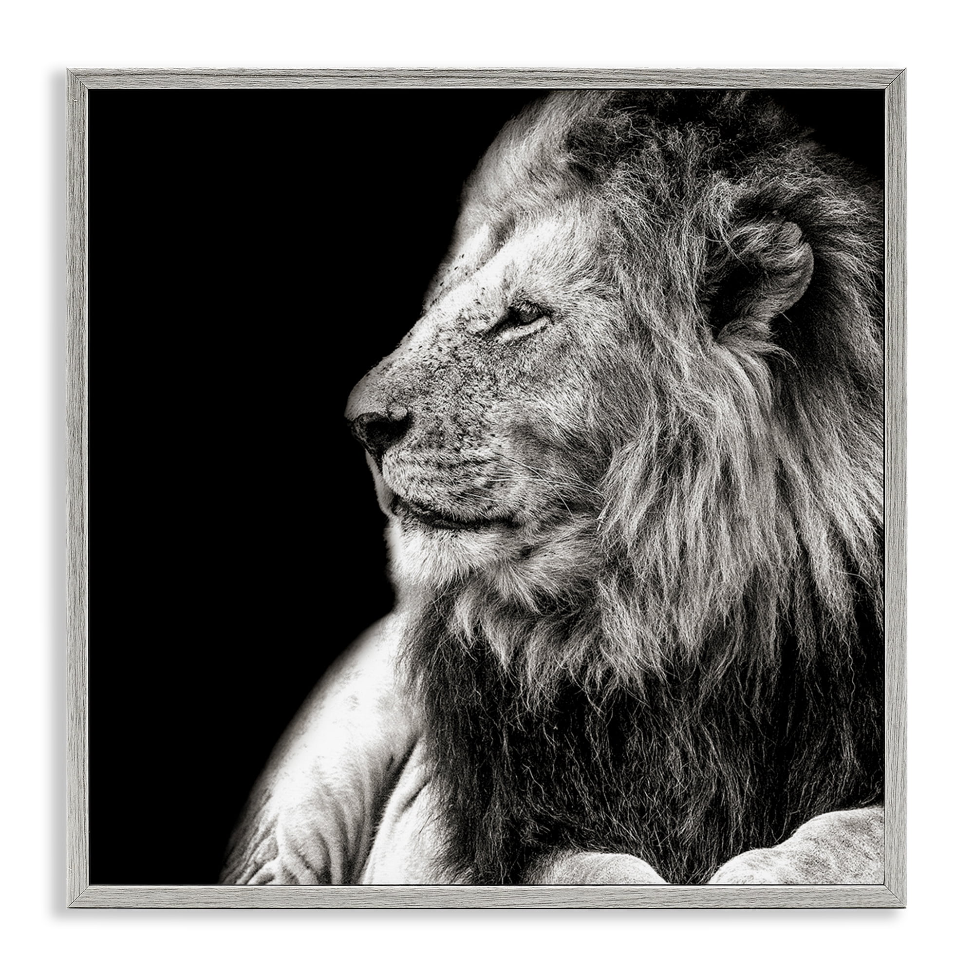Stupell Industries Lion Portrait on Black Animals Photography Gray Framed Art Print Wall Art, 12 x 12