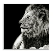 Stupell Industries Lion Portrait on Black Animals Photography Unframed Art Print Wall Art, 12 x 12