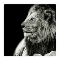 Stupell Industries Lion Portrait on Black Animals Photography Wrapped Canvas Art Print Wall Art, 17 x 17