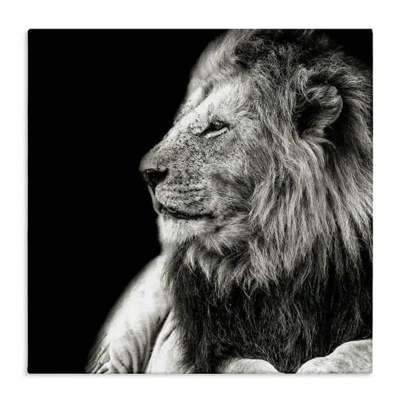 Stupell Industries Lion Portrait on Black Animals Photography Wrapped Canvas Art Print Wall Art, 17 x 17