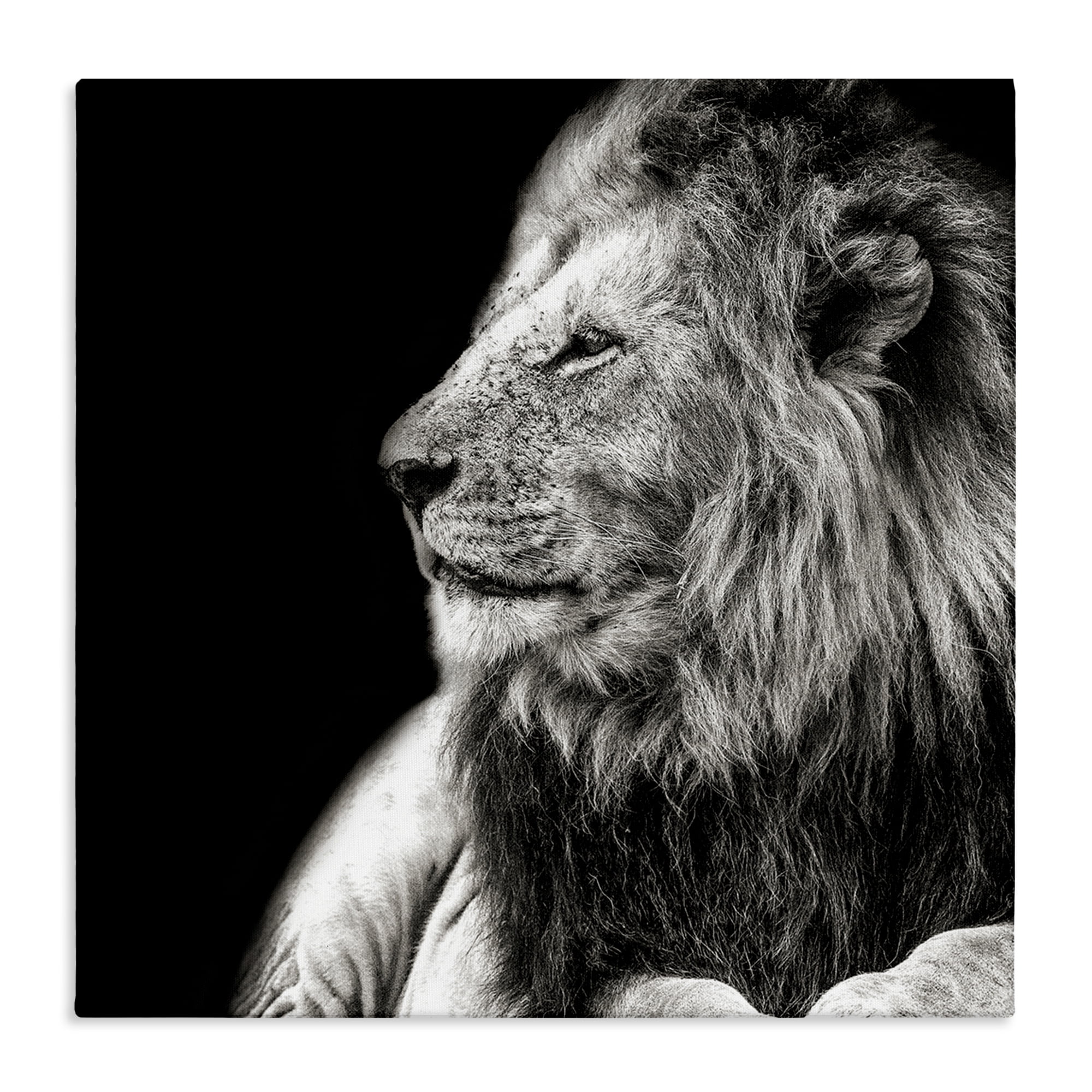 Stupell Industries Lion Portrait on Black Animals Photography Wrapped Canvas Art Print Wall Art, 24 x 24