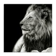 thumbnail image 1 of Stupell Industries Lion Portrait on Black Animals Photography Wrapped Canvas Art Print Wall Art, 30 x 30, 1 of 8