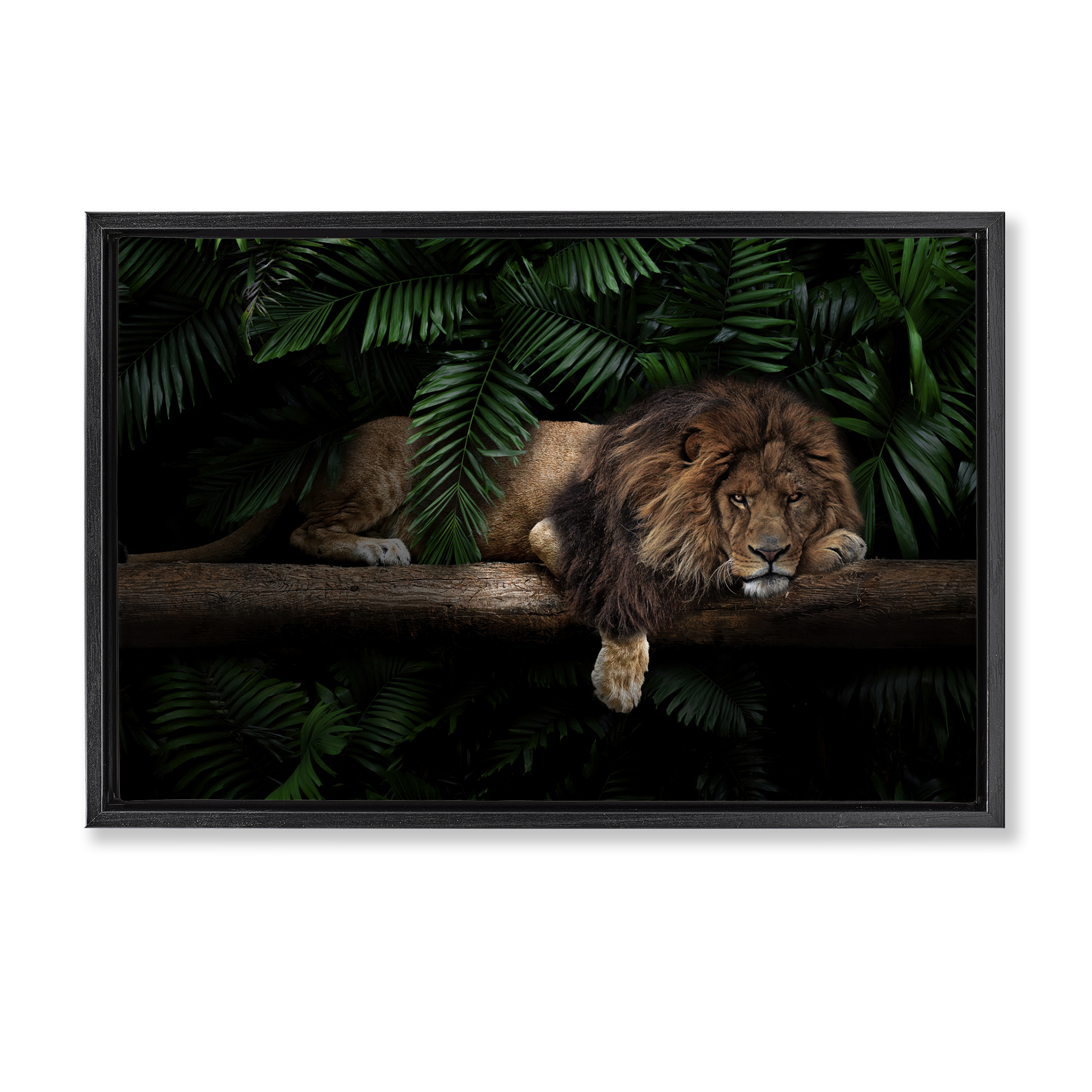 Stupell Industries Lion on Tropical Branch Animals Painting Black Floater Framed Canvas Art Print Wall Art, 25 x 17