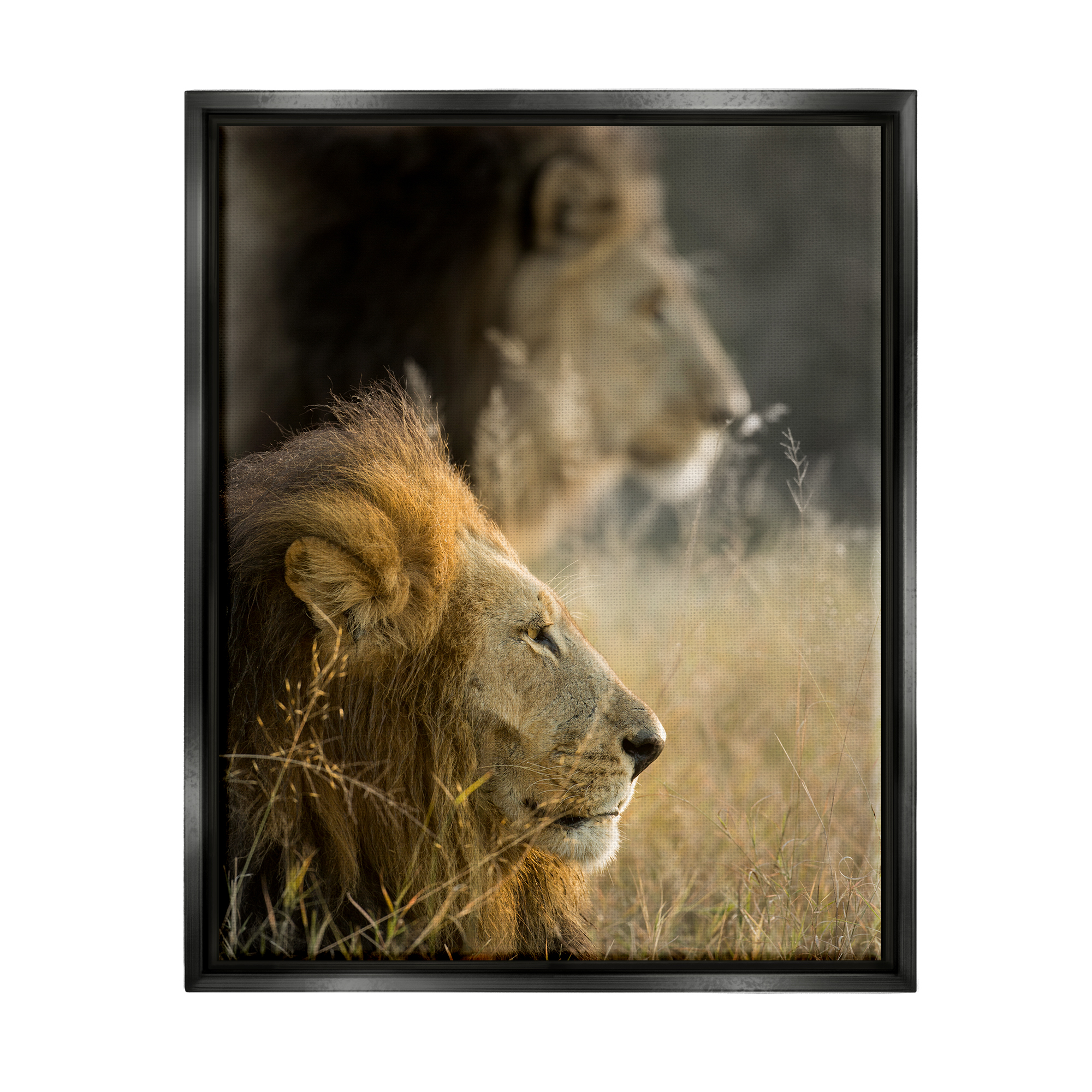 Stupell Industries Lions Lounging Savanna Photography Animals & Insects Photography Black Floater Framed Art Print Wall Art