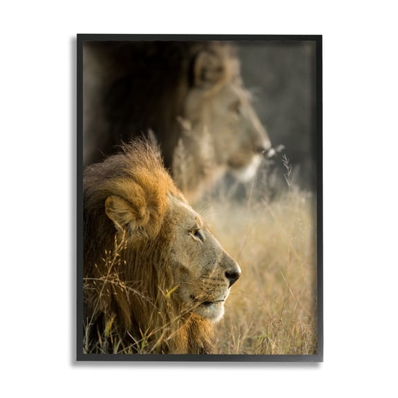 Stupell Industries Lions Lounging Savanna Photography Animals & Insects Photography Black Framed Art Print Wall Art
