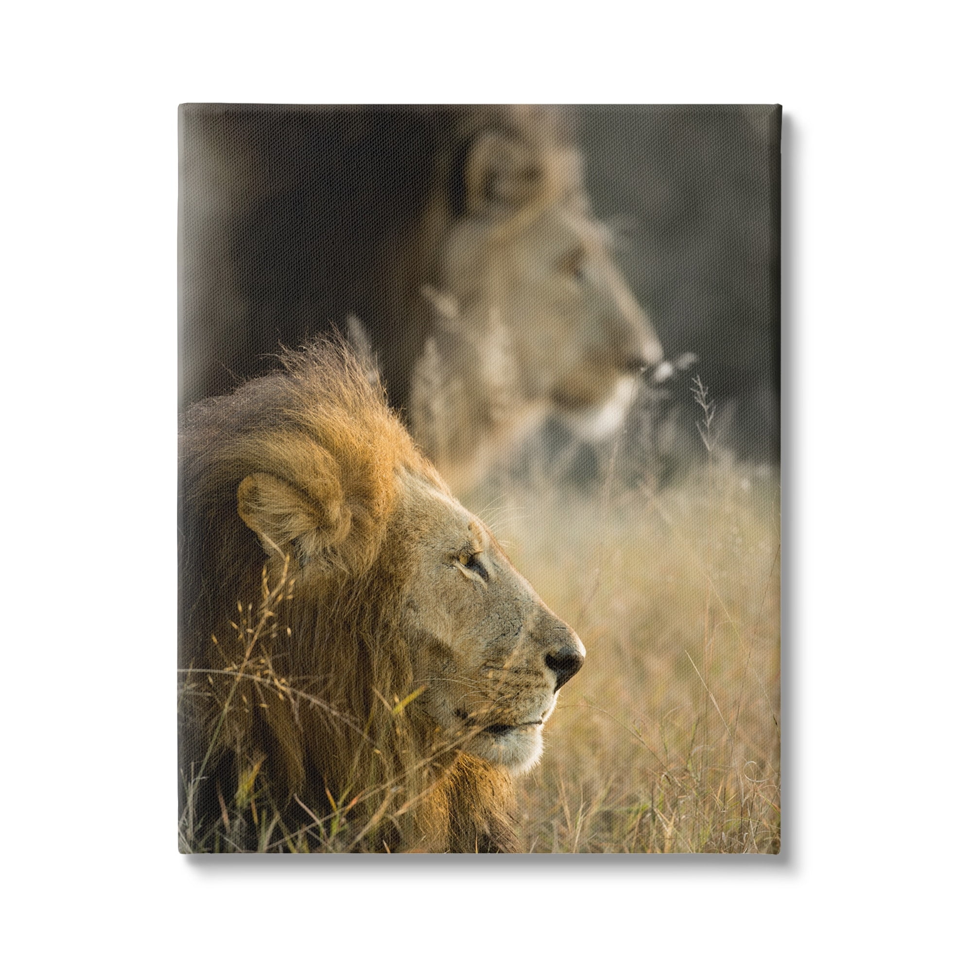 Stupell Industries Lions Lounging Savanna Photography Animals & Insects Photography Gallery Wrapped Canvas Print Wall Art