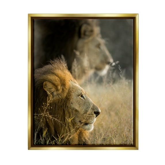 Stupell Industries Lions Lounging Savanna Photography Animals & Insects Photography Gold Floater Framed Art Print Wall Art