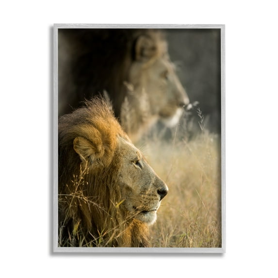 Stupell Industries Lions Lounging Savanna Photography Animals & Insects Photography Gray Framed Art Print Wall Art