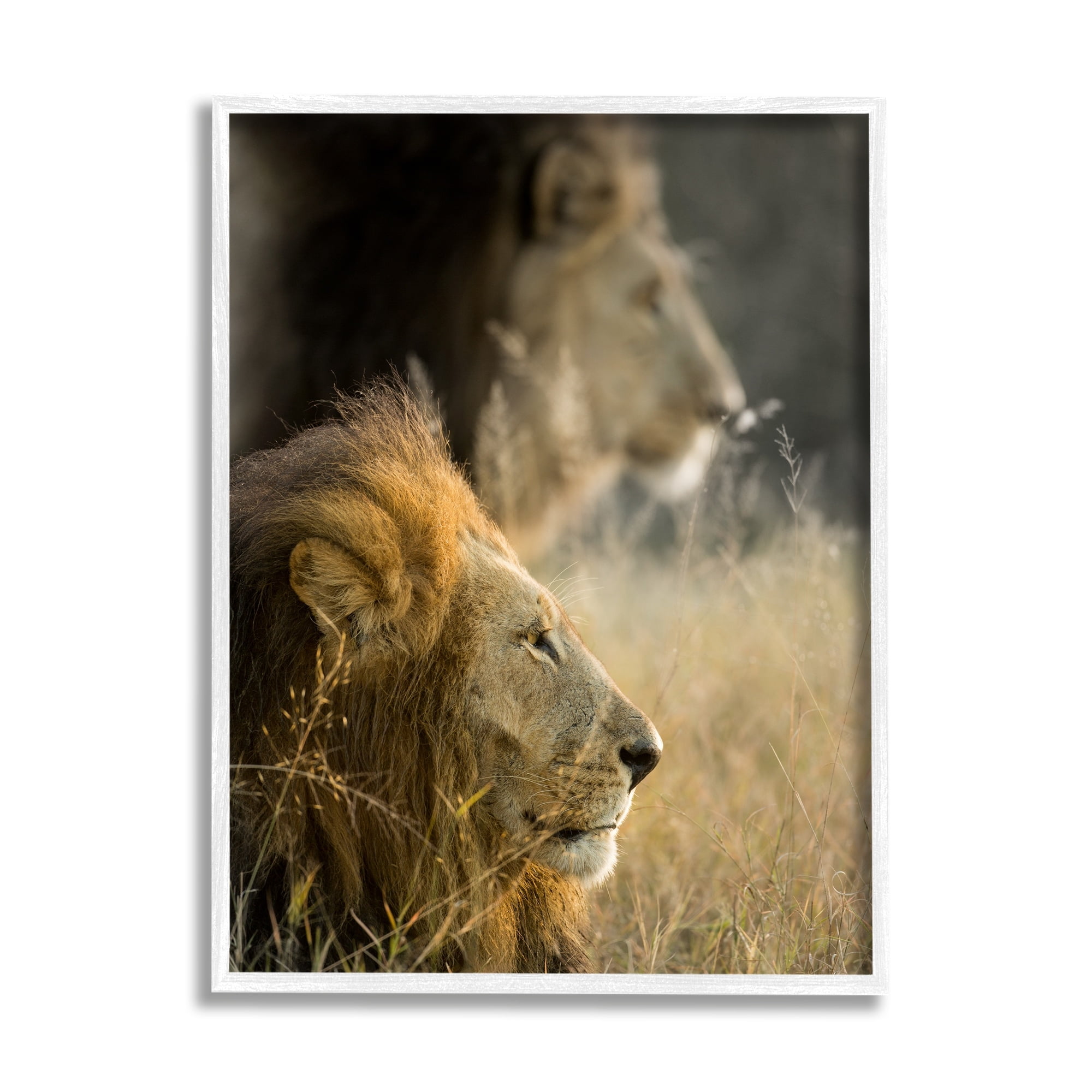 Stupell Industries Lions Lounging Savanna Photography Animals & Insects Photography White Framed Art Print Wall Art