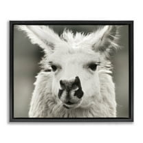 Stupell Industries Llama Gazing Portrait Animals & Insects Photography Black Floater Framed Canvas Art Print Wall Art, 21 x 17
