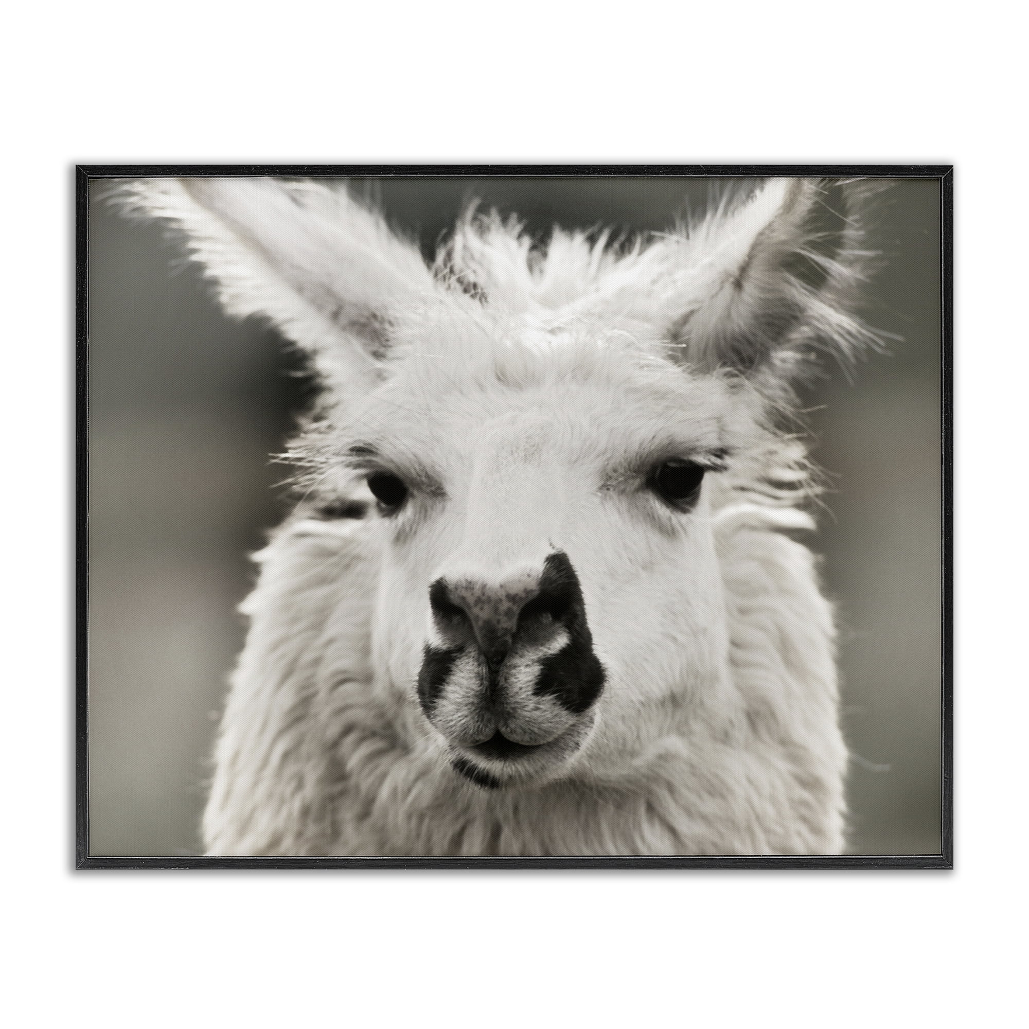 Stupell Industries Llama Gazing Portrait Animals & Insects Photography Black Framed Art Print Wall Art, 20 x 16