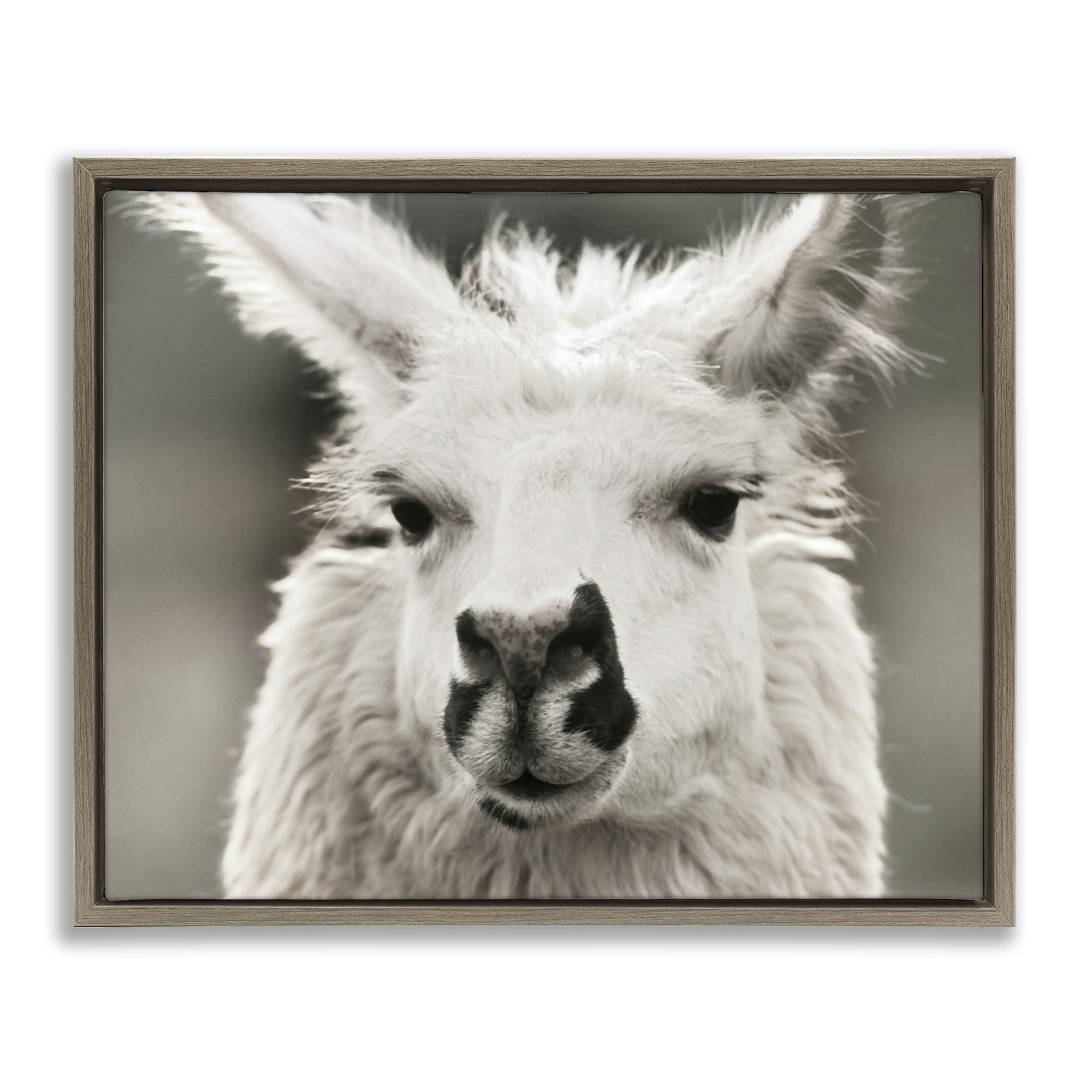 Stupell Industries Llama Gazing Portrait Animals & Insects Photography Brown Floater Framed Canvas Art Print Wall Art, 21 x 17