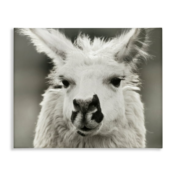 Stupell Industries Llama Gazing Portrait Animals & Insects Photography Gallery Wrapped Canvas Art Print Wall Art, 20 x 16
