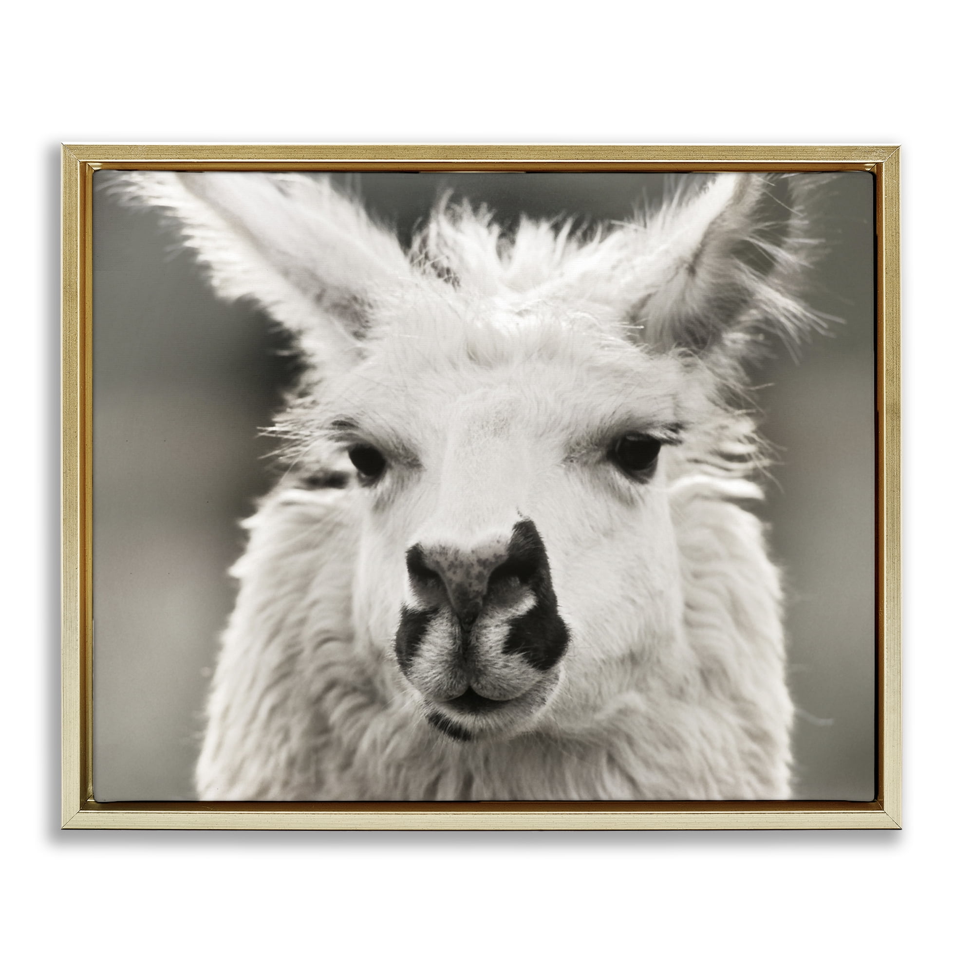 Stupell Industries Llama Gazing Portrait Animals & Insects Photography Gold Floater Framed Canvas Art Print Wall Art, 21 x 17
