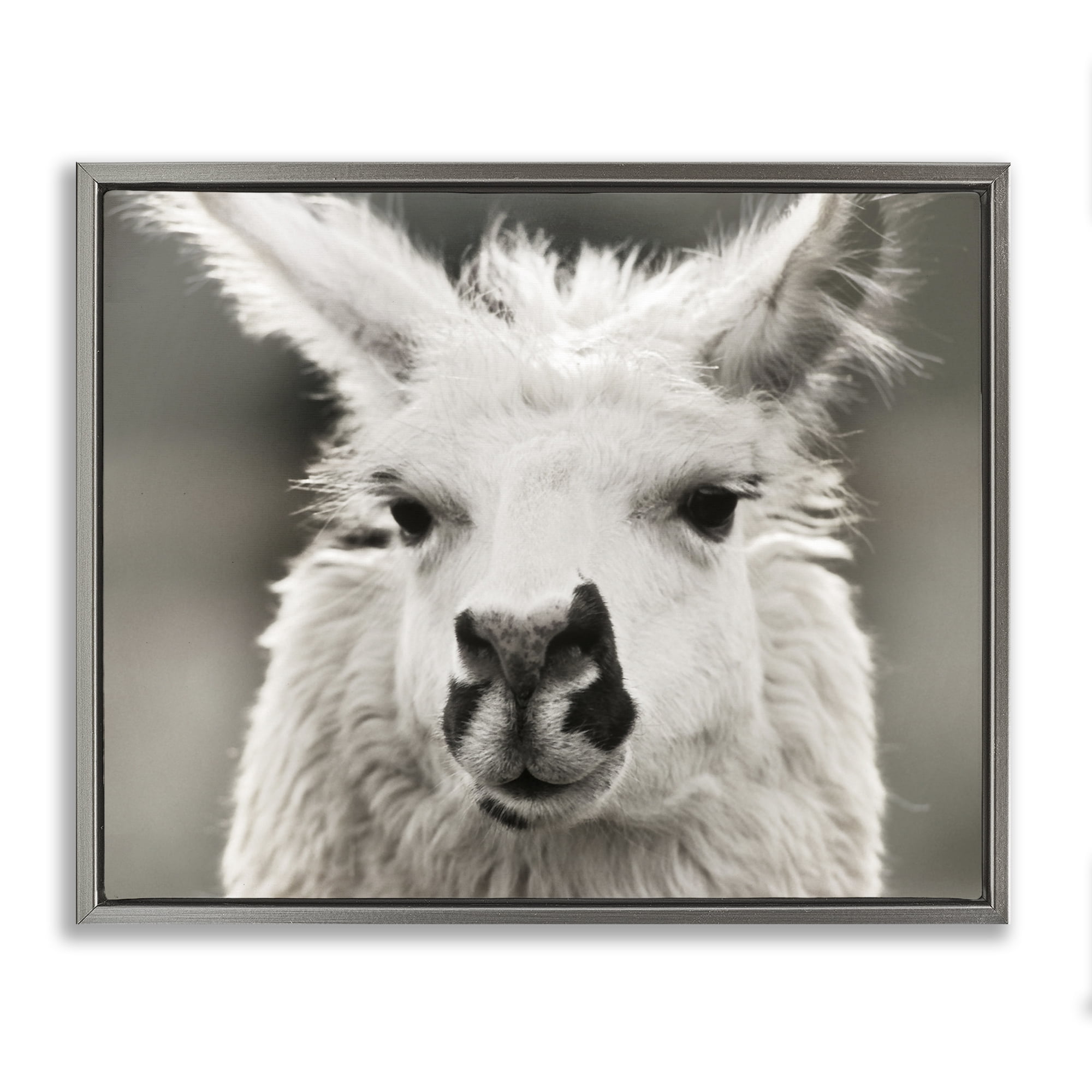 Stupell Industries Llama Gazing Portrait Animals & Insects Photography Gray Floater Framed Canvas Art Print Wall Art, 31 x 25