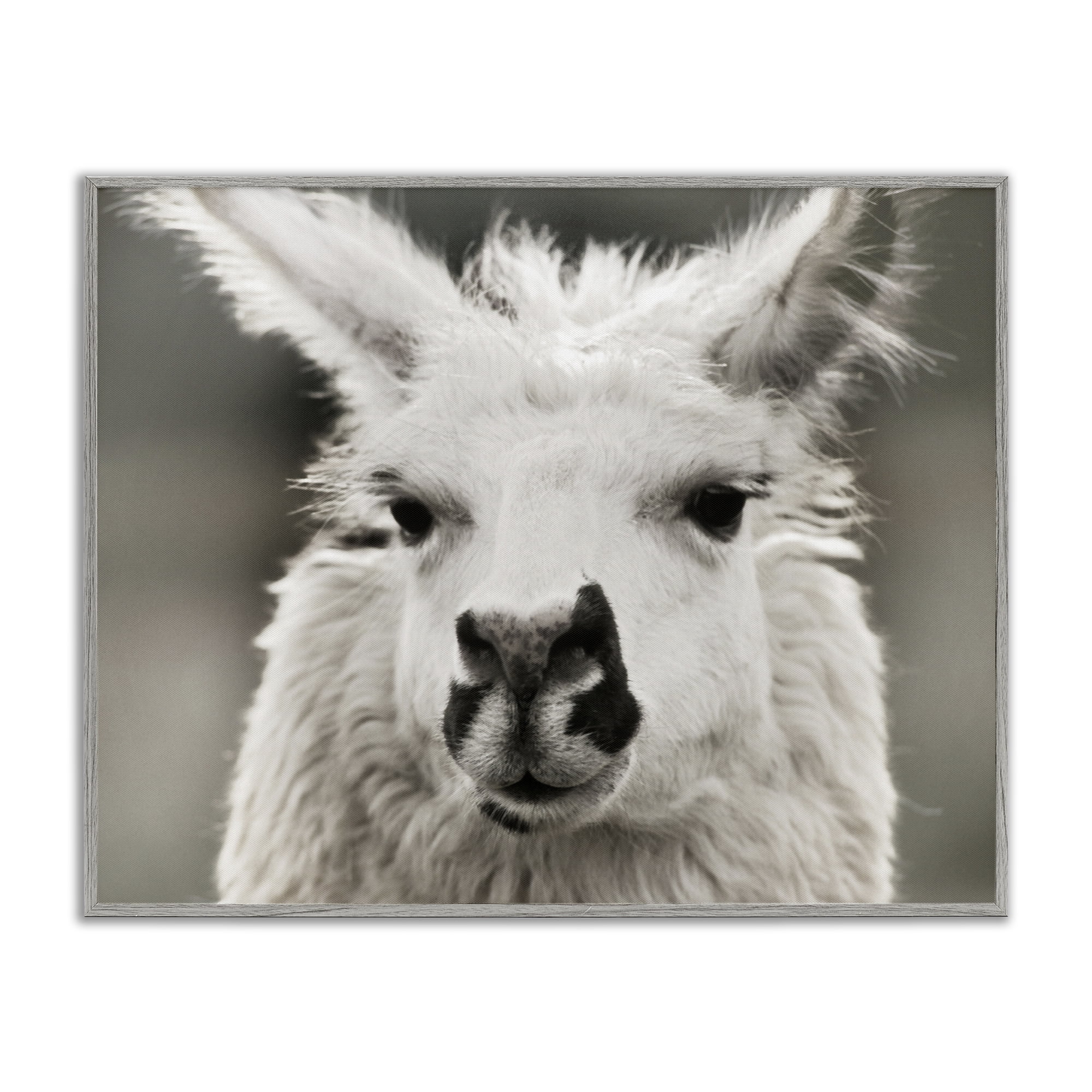 Stupell Industries Llama Gazing Portrait Animals & Insects Photography Gray Framed Art Print Wall Art, 14 x 11