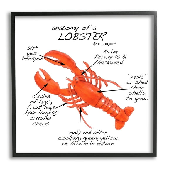 Stupell Industries Lobster Anatomy Nautical Sea Life Learning Chart Graphic Art Black Framed Art Print Wall Art, Design by Dishique