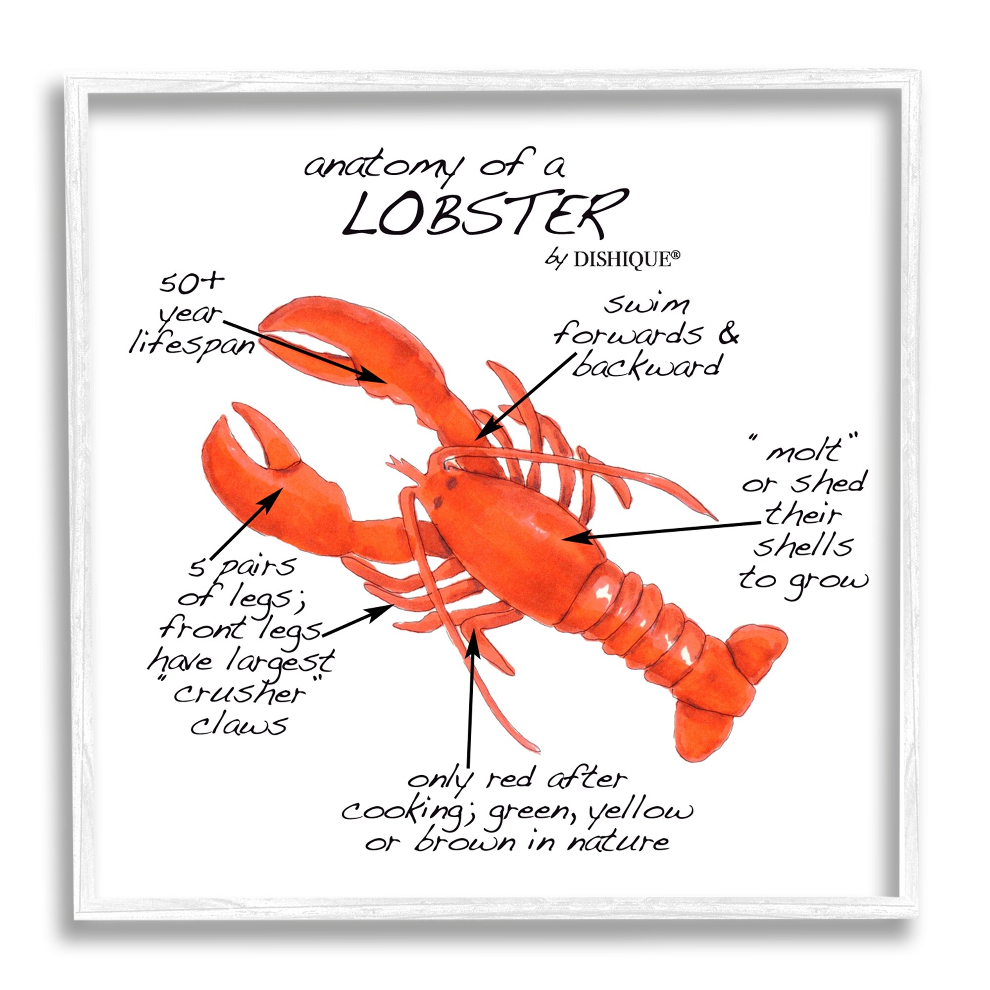 Stupell Industries Lobster Anatomy Nautical Sea Life Learning Chart Graphic Art White Framed Art Print Wall Art, Design by Dishique