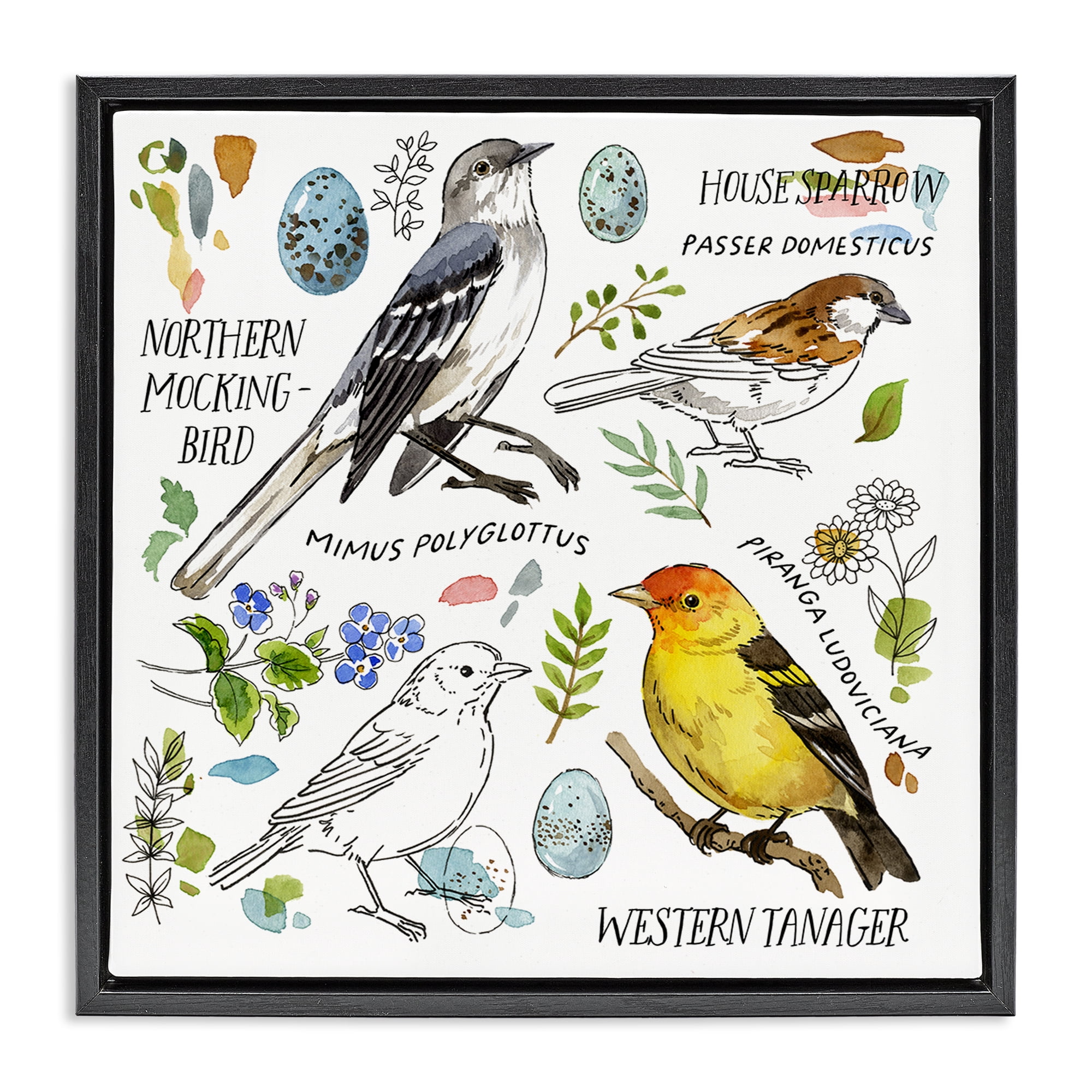 Stupell Industries Local Bird Diagram Animals Painting Black Floater Framed Canvas Art Print Wall Art, 18 x 18