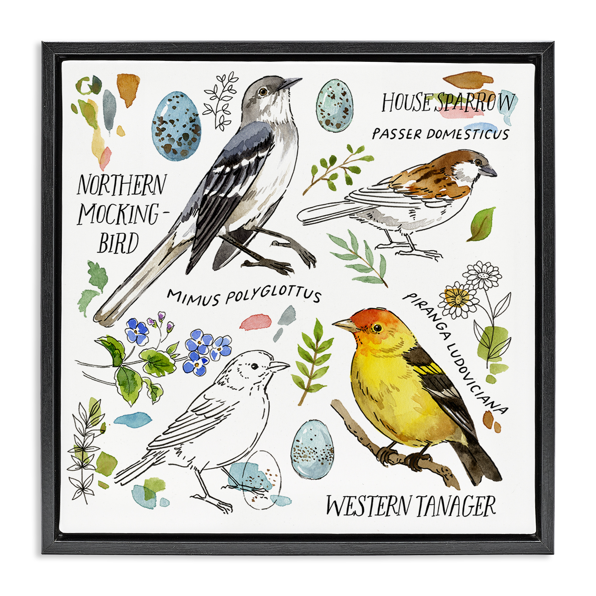 Stupell Industries Local Bird Diagram Animals Painting Black Floater Framed Canvas Art Print Wall Art, 25 x 25