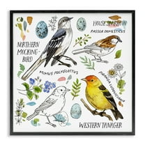 Stupell Industries Local Bird Diagram Animals Painting Black Framed Art Print Wall Art, 12 x 12