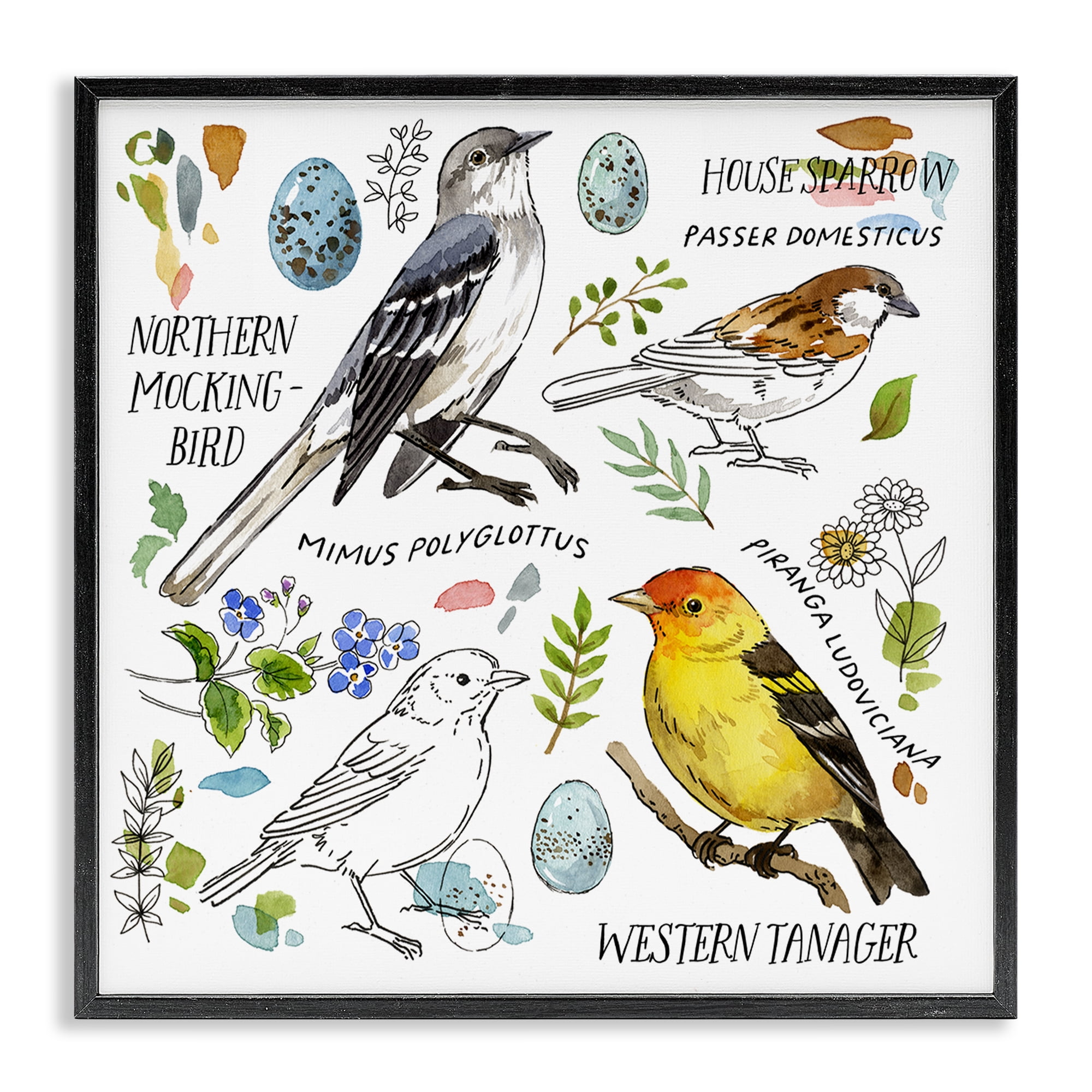 Stupell Industries Local Bird Diagram Animals Painting Black Framed Art Print Wall Art, 24 x 24