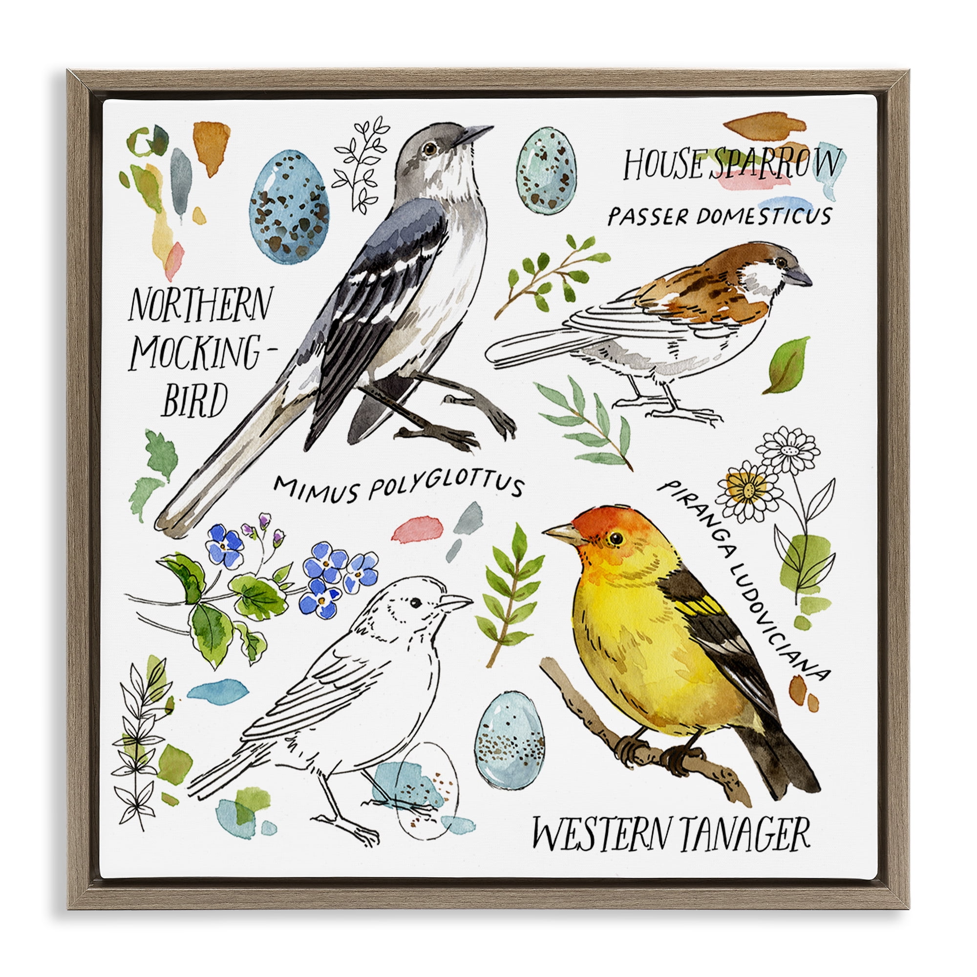 Stupell Industries Local Bird Diagram Animals Painting Brown Floater Framed Canvas Art Print Wall Art, 18 x 18