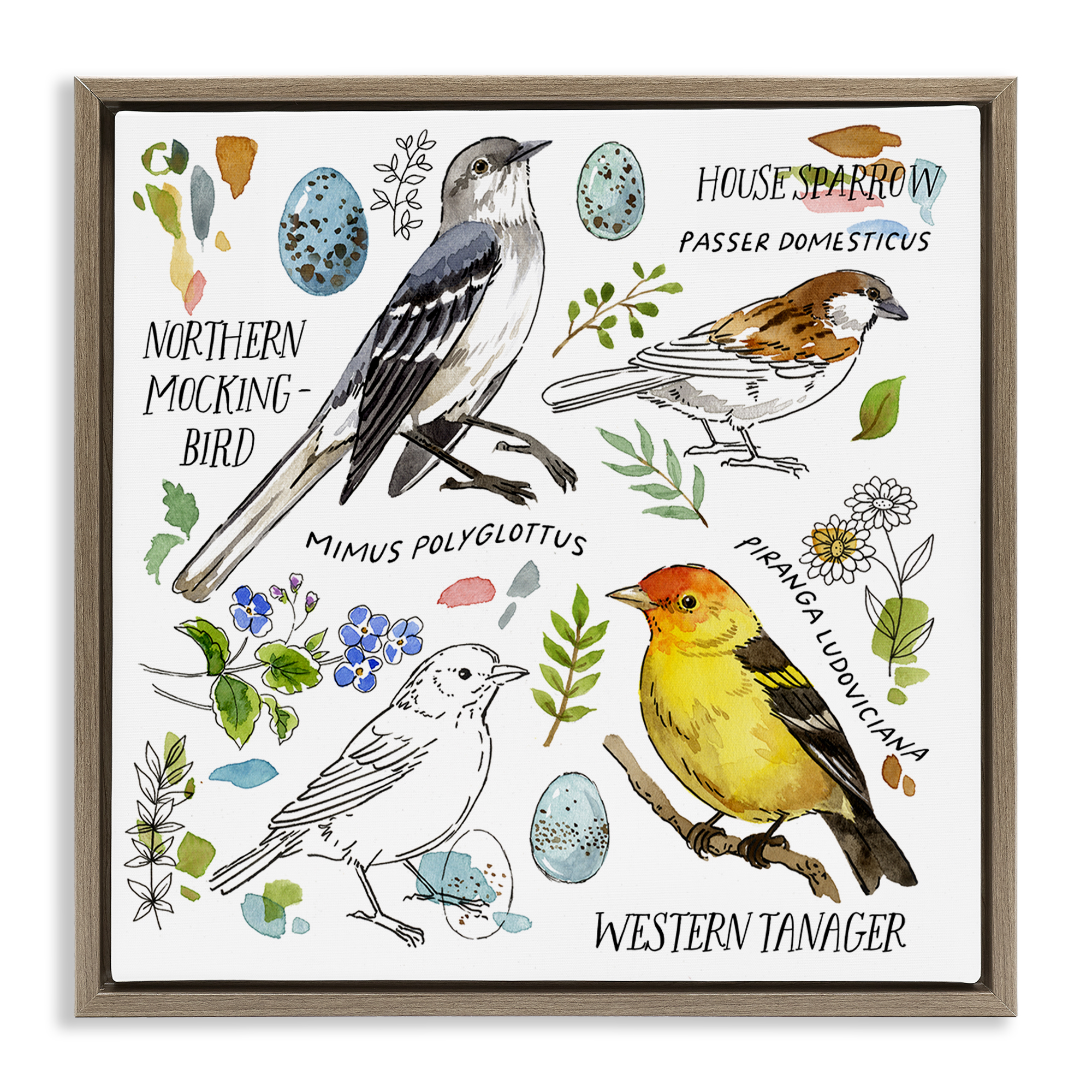Stupell Industries Local Bird Diagram Animals Painting Brown Floater Framed Canvas Art Print Wall Art, 25 x 25