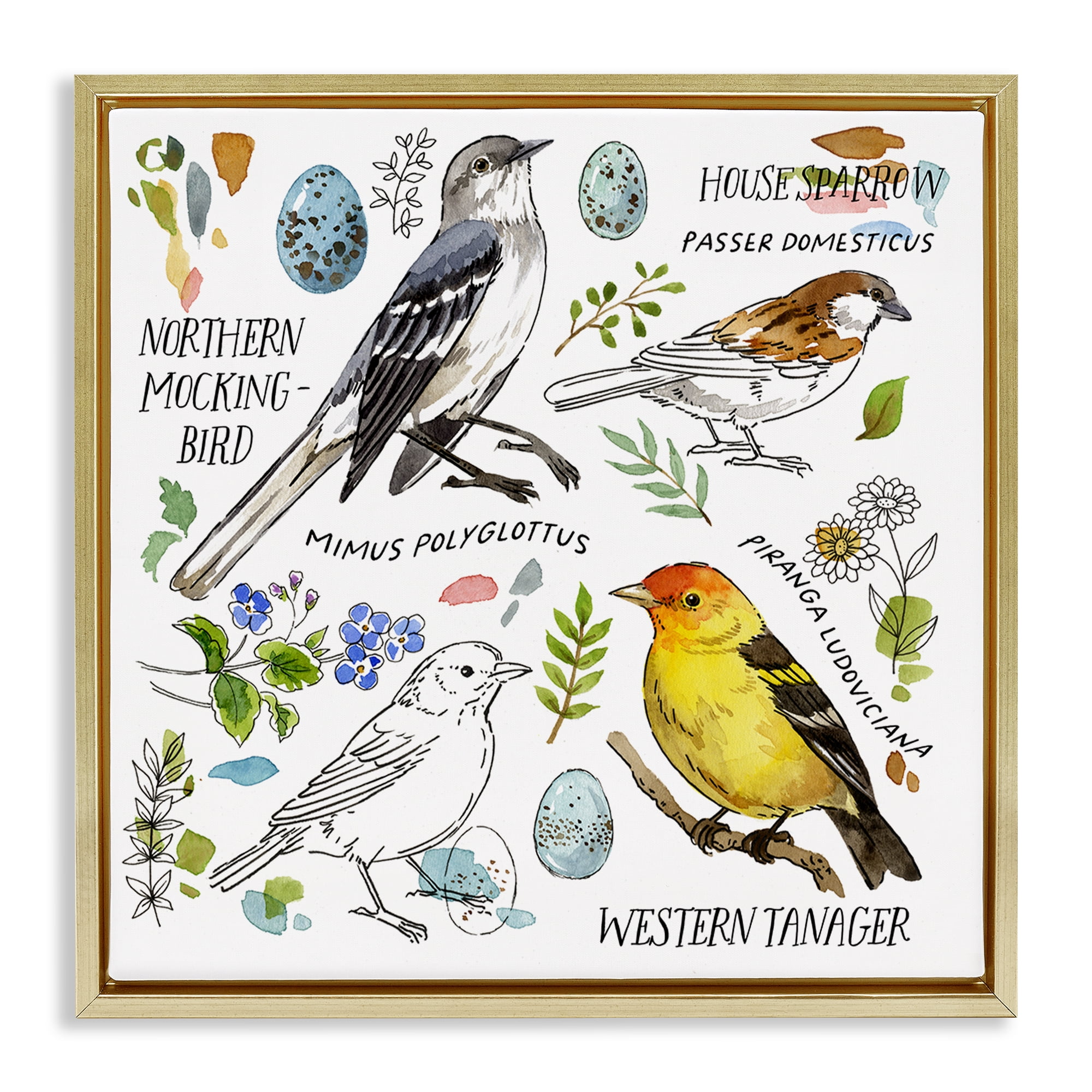Stupell Industries Local Bird Diagram Animals Painting Gold Floater Framed Canvas Art Print Wall Art, 18 x 18
