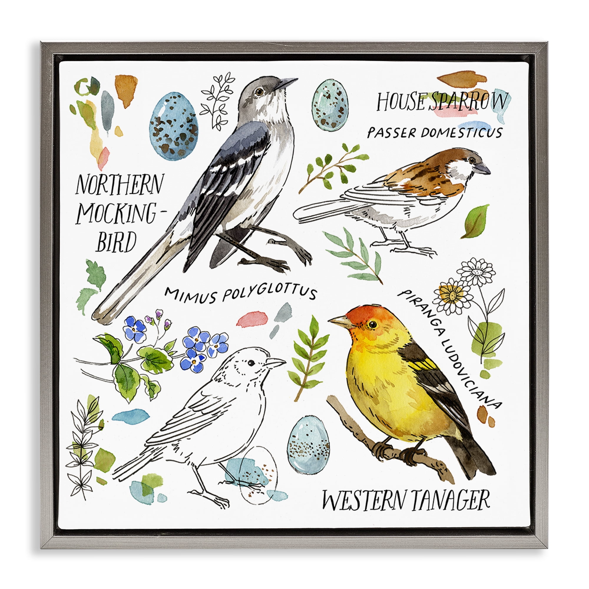 Stupell Industries Local Bird Diagram Animals Painting Gray Floater Framed Canvas Art Print Wall Art, 25 x 25