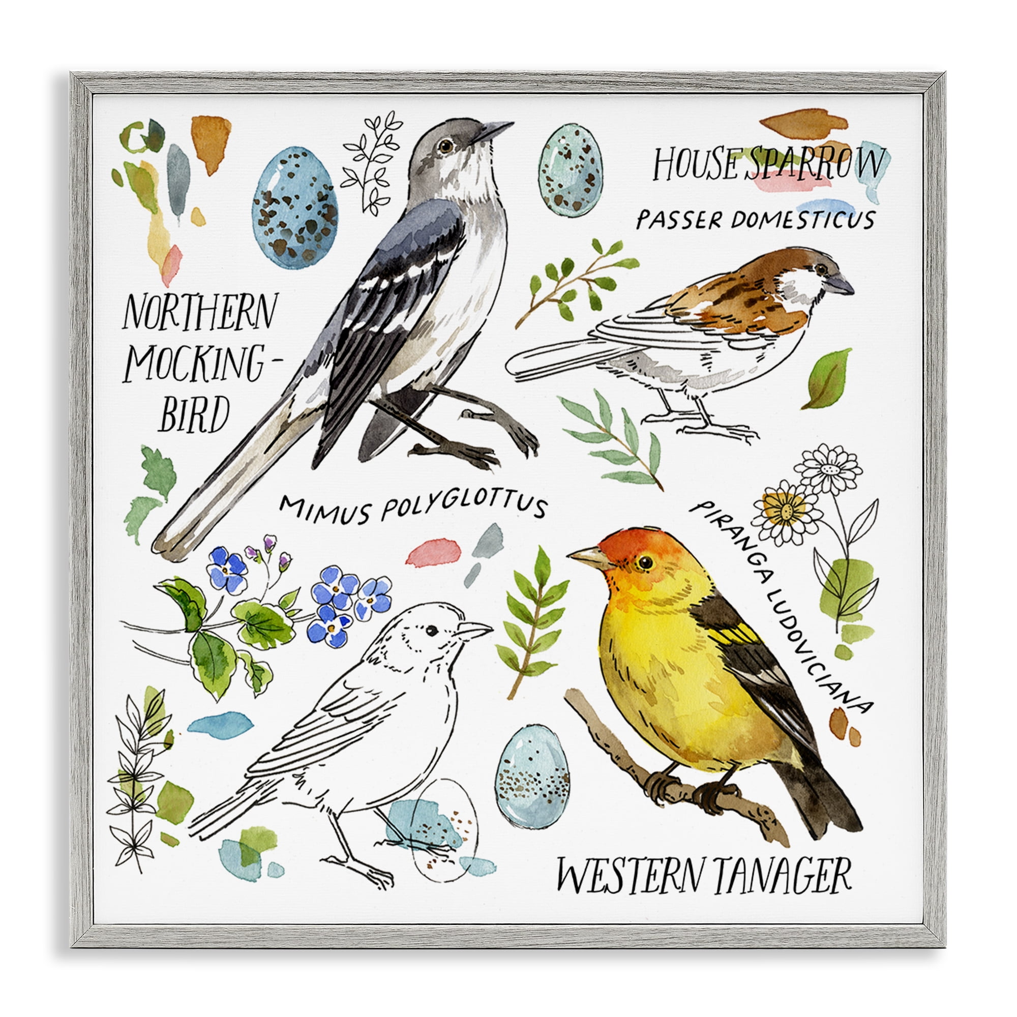 Stupell Industries Local Bird Diagram Animals Painting Gray Framed Art Print Wall Art, 12 x 12