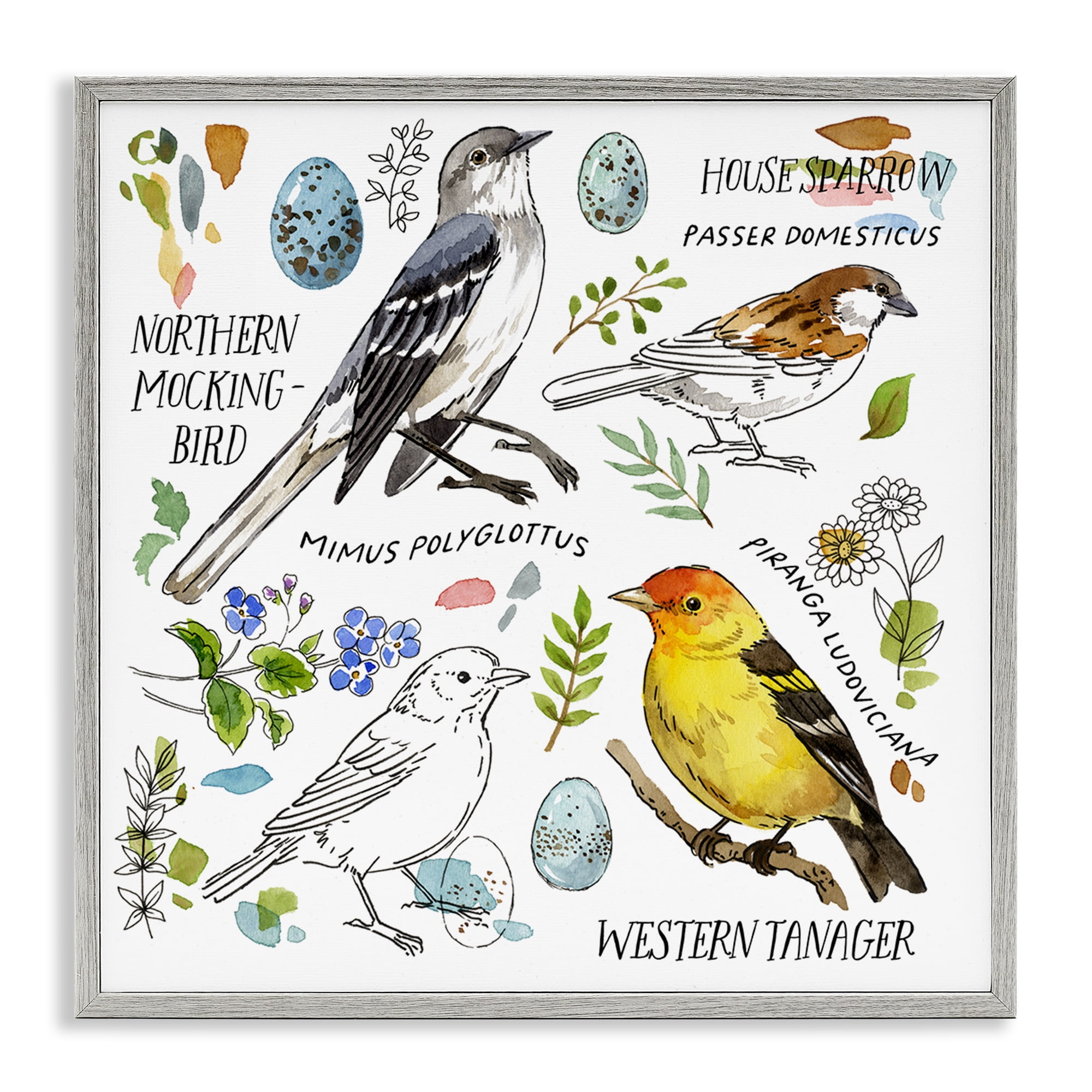 Stupell Industries Local Bird Diagram Animals Painting Gray Framed Art Print Wall Art, 17 x 17
