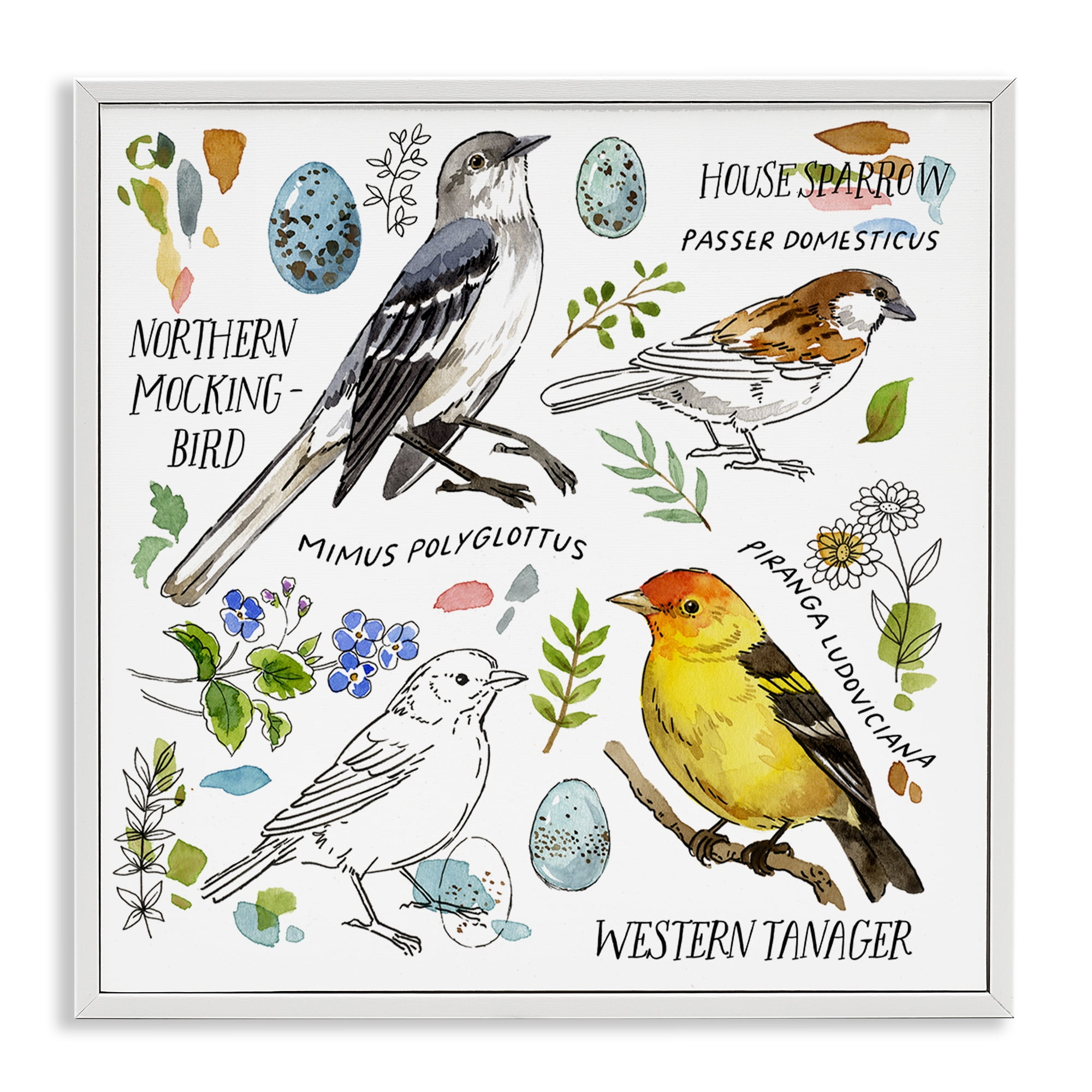 Stupell Industries Local Bird Diagram Animals Painting White Framed Art Print Wall Art, 24 x 24